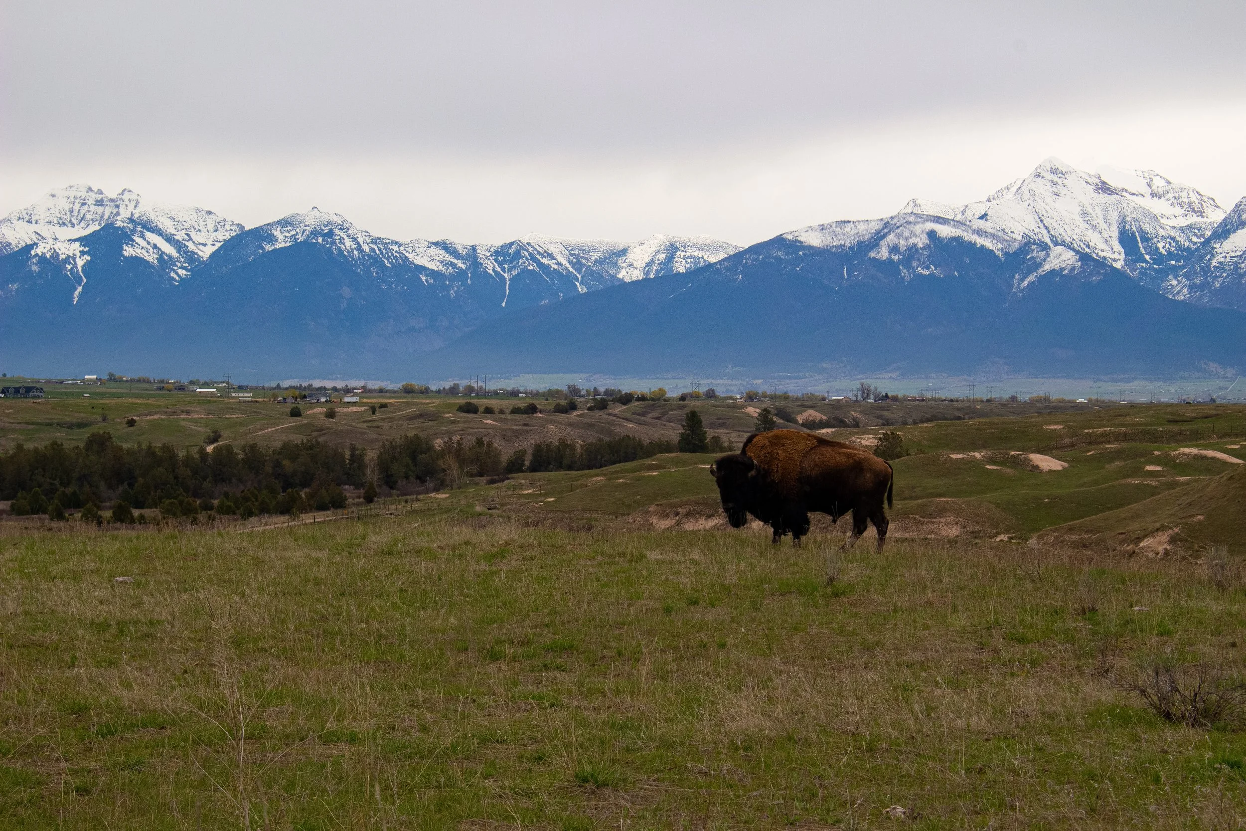 A landscape scene with a bison grazing on a grassy field in the foreground, rolling hills, and snow-capped mountains under a cloudy sky in the background.