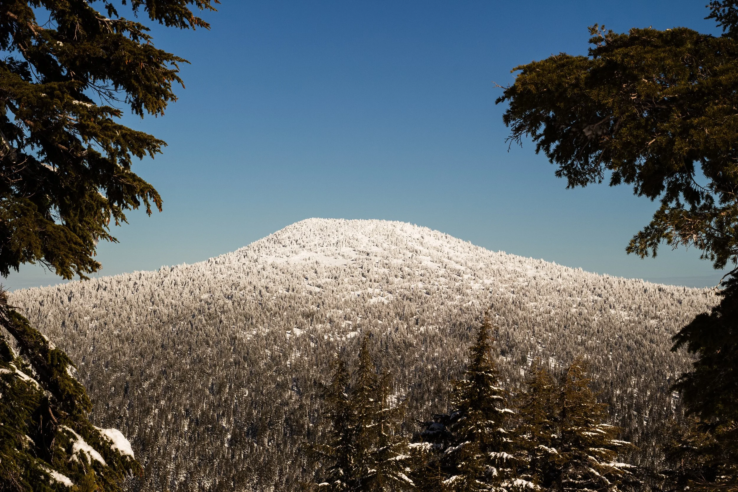 A snow-covered mountain with a clear blue sky, framed by evergreen trees in the foreground.