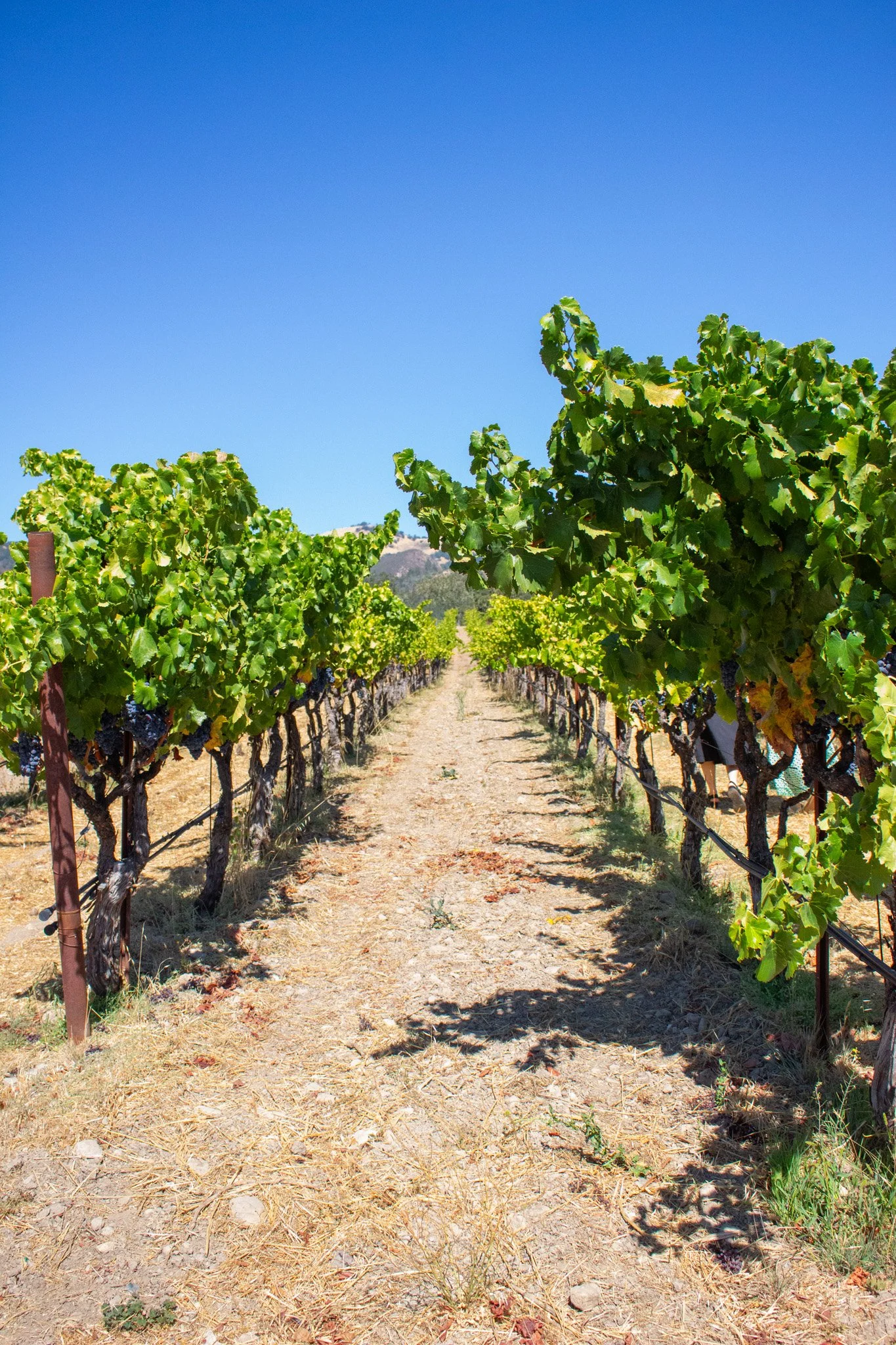 Vineyard with rows of grapevines under a clear blue sky.