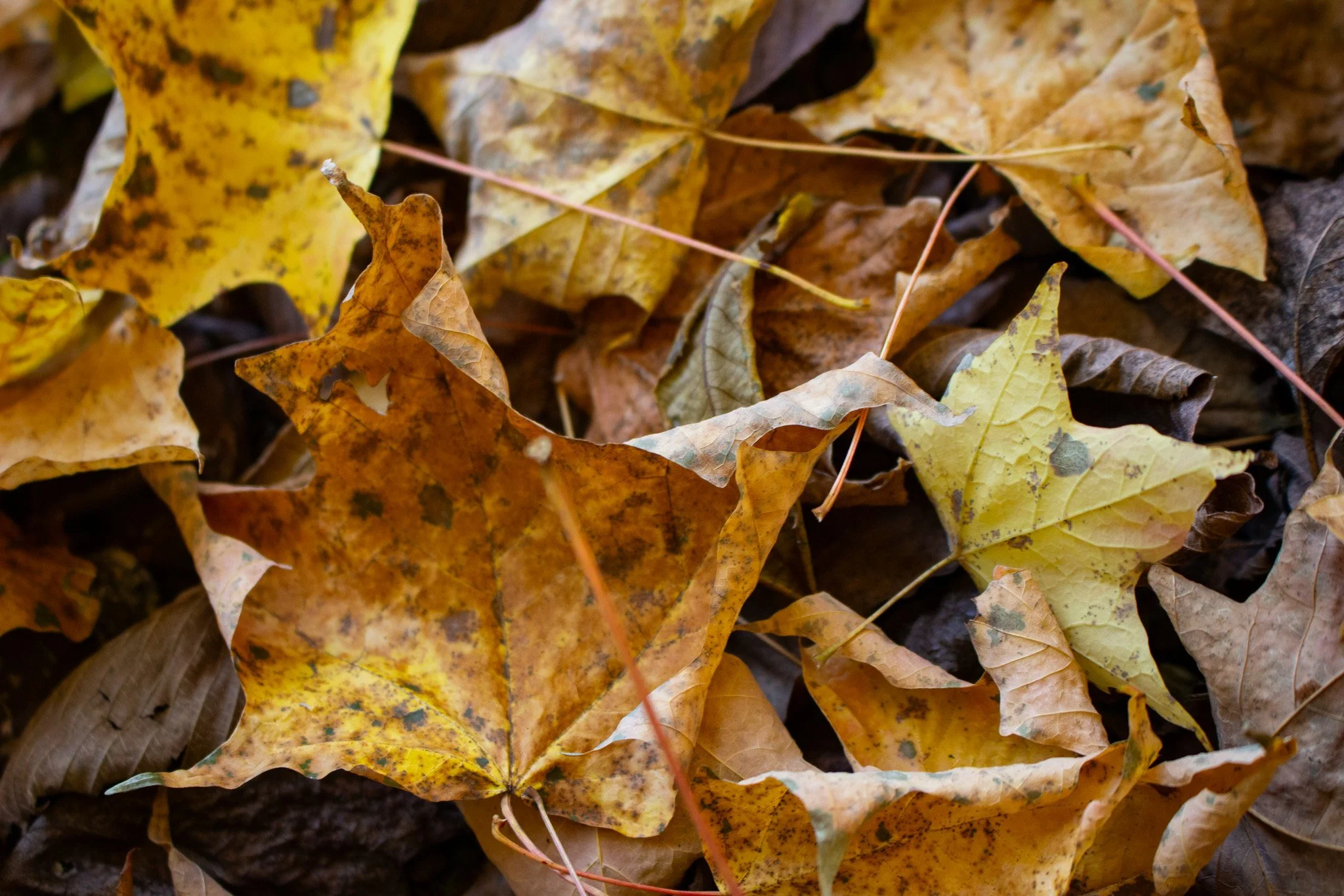 Close-up photo of fallen autumn leaves in shades of yellow, brown, and some with spots, covering the ground.