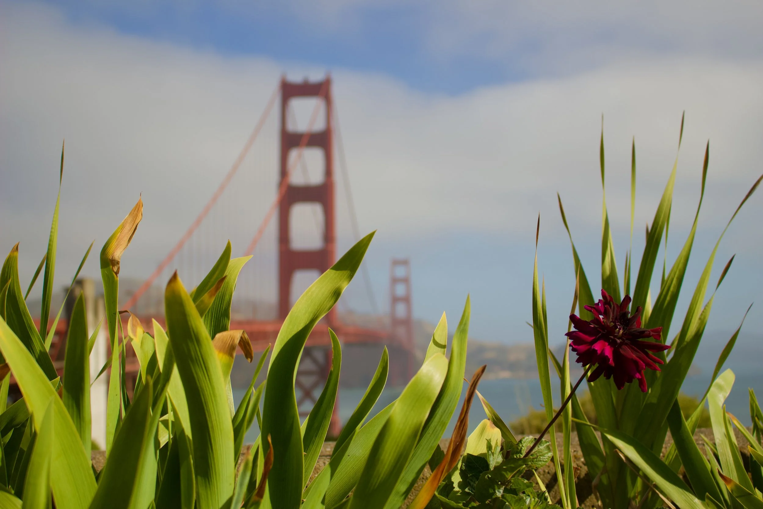 Close-up of green plants and a purple flower in the foreground, with the Golden Gate Bridge in San Francisco, California, blurred in the background.