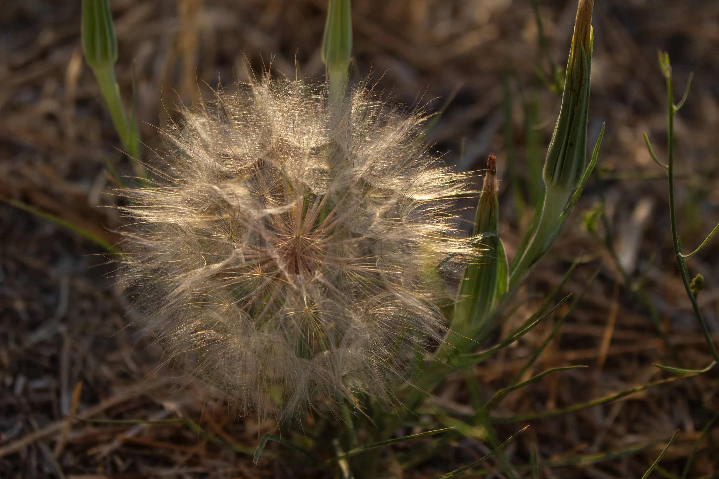 Close-up of a dandelion seed head with delicate seeds, illuminated by sunlight, in a natural outdoor setting.