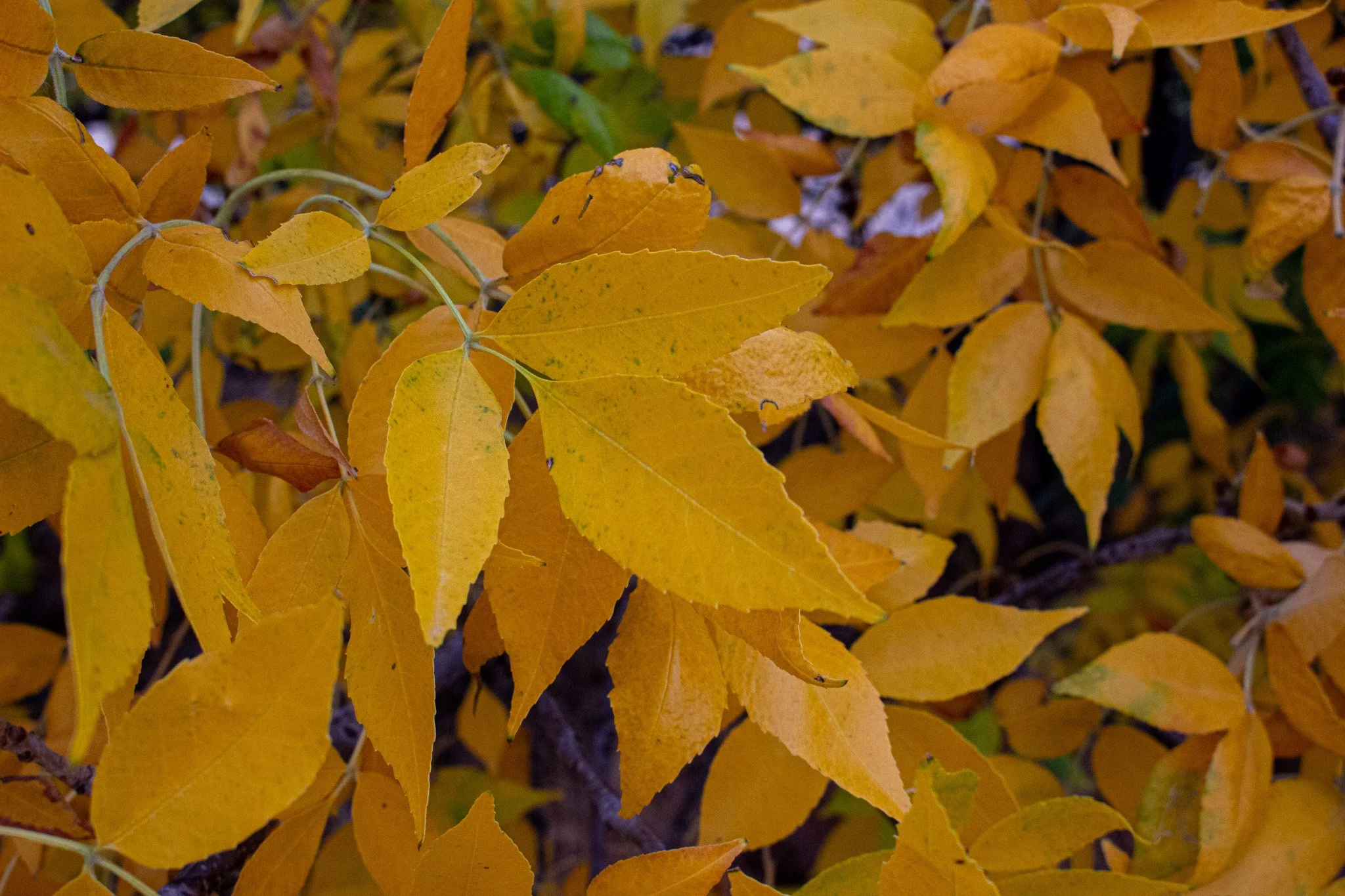 A close-up view of autumn leaves in shades of yellow and orange on a bush or tree.