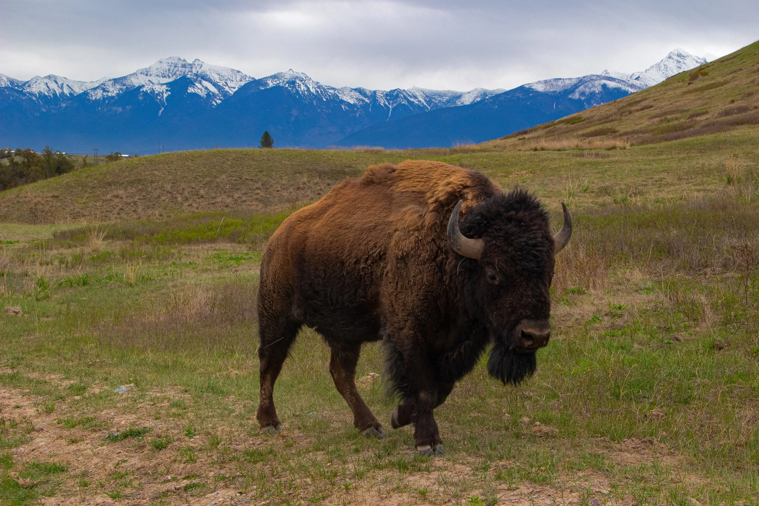 A bison standing on a grassy field with snow-capped mountains in the background under a cloudy sky.