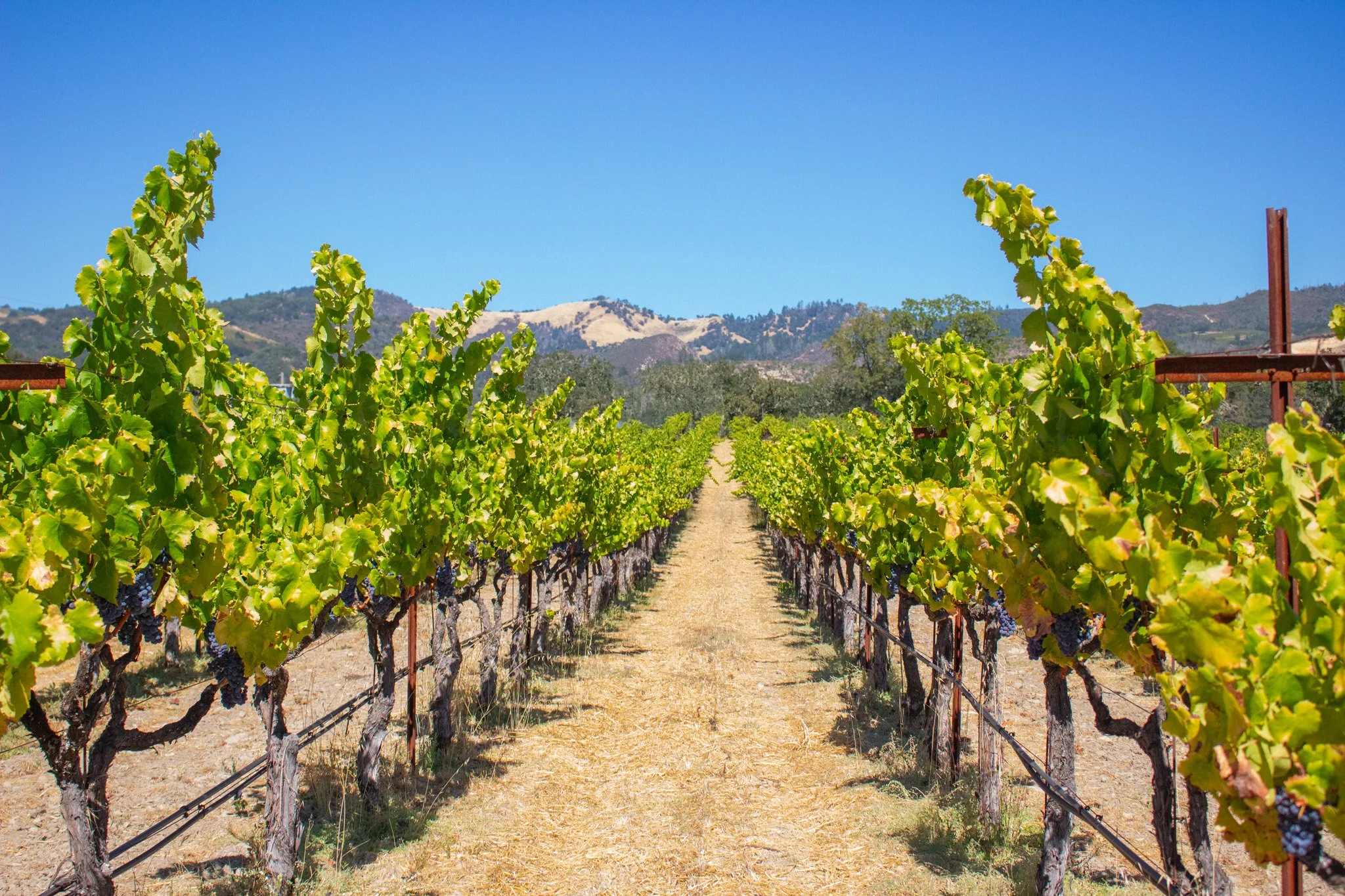 Vineyard with rows of grapevines under a clear blue sky, hills in the background.