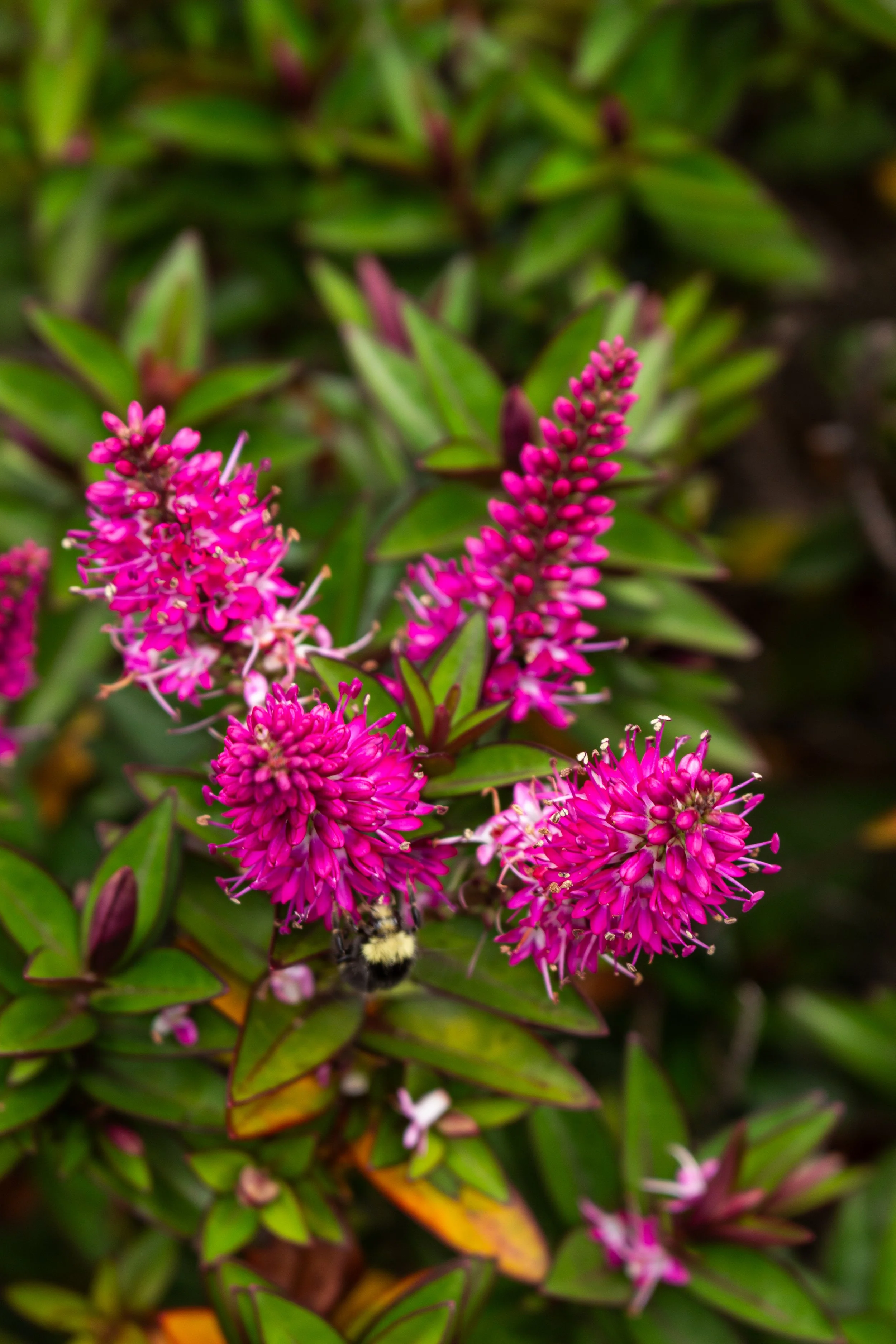 Close-up of pink and purple flowers with green leaves in the background.