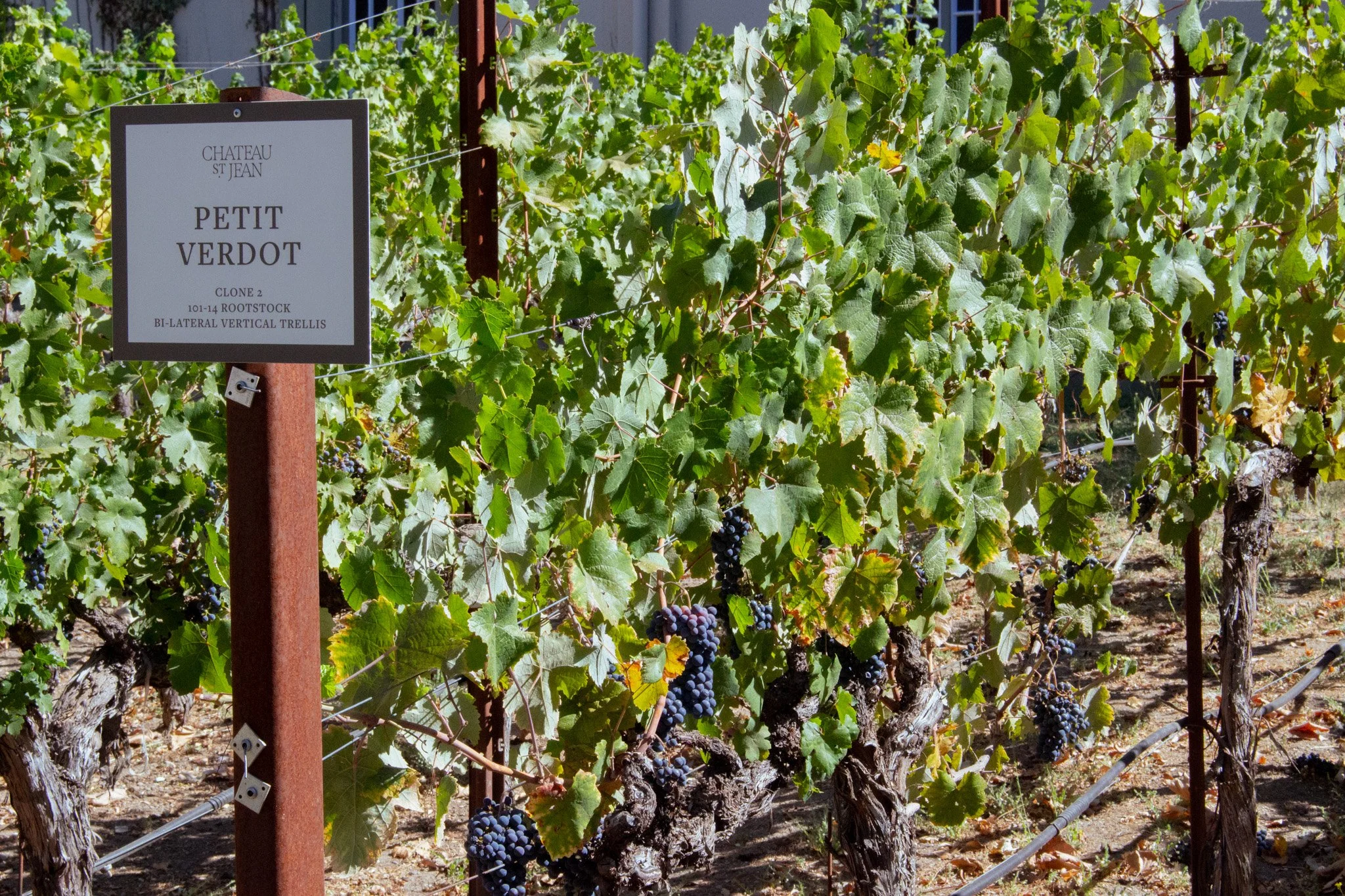 A vineyard with grapevines growing along trellises under sunny weather. A sign indicates this is Château St. Jean, Petit Verdot, Clone 2, at Rootstock 101-14, with bi-lateral vertical trellis system.