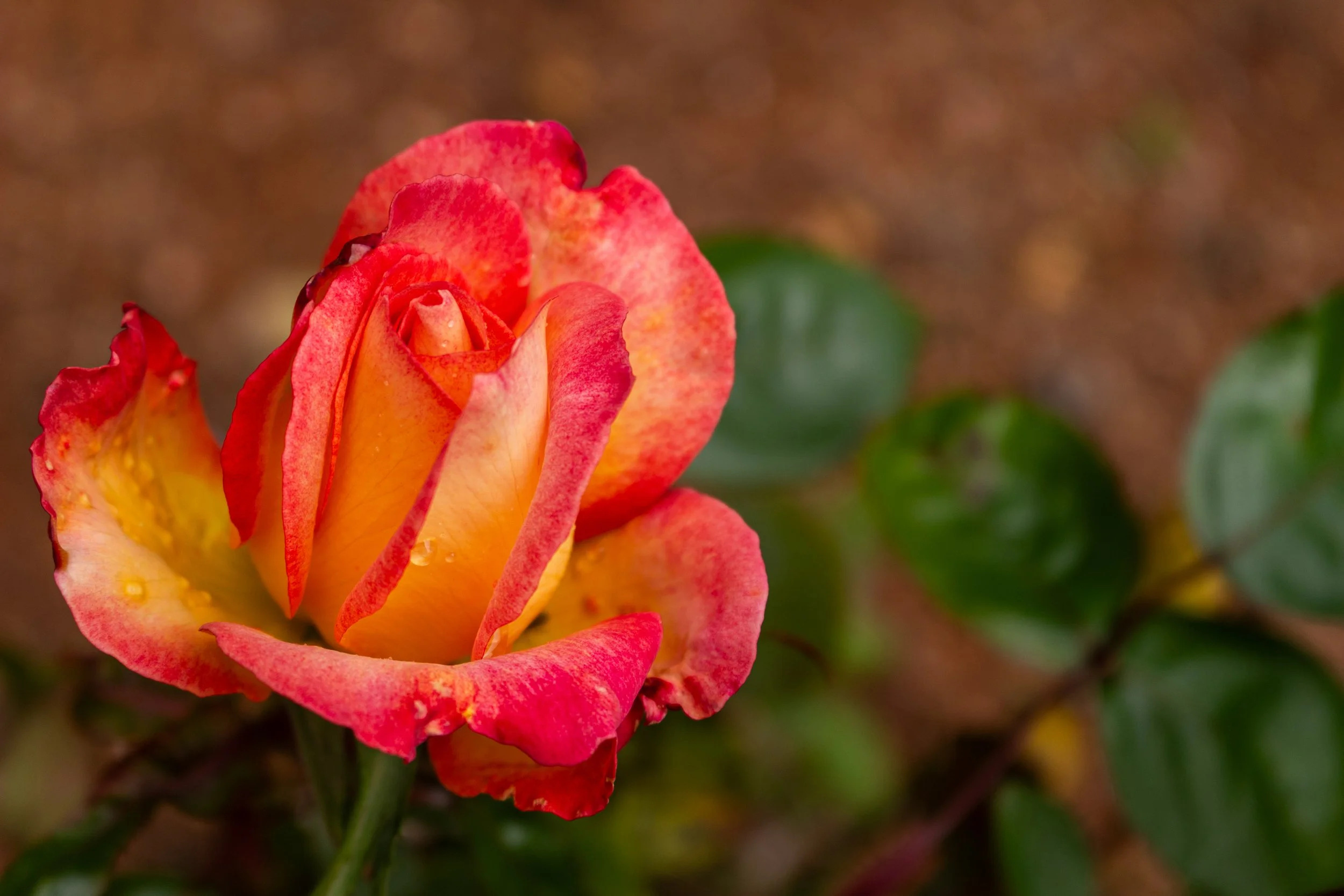 Close-up of a multicolored rose with shades of orange, yellow, and red, with dew drops on the petals.