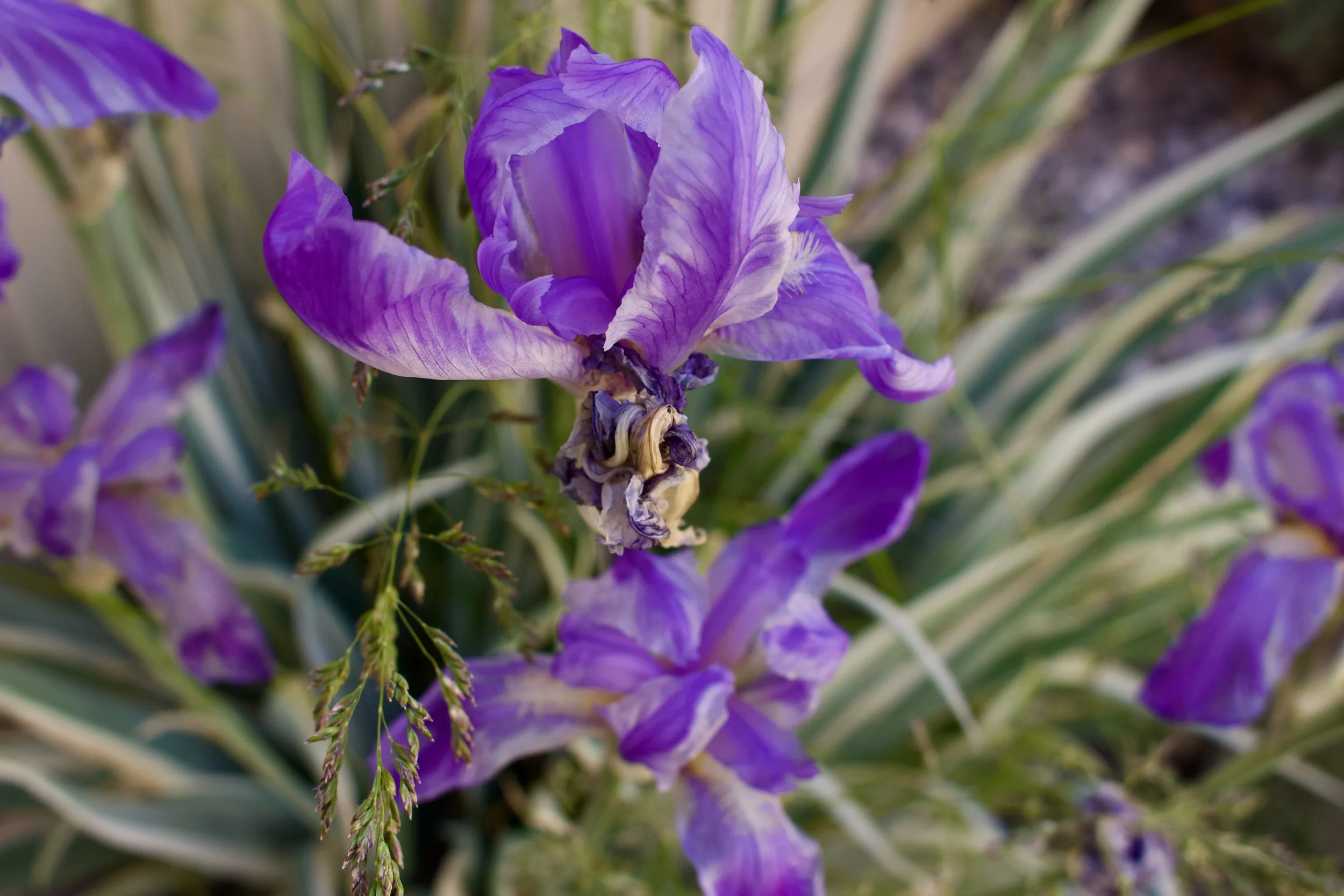 Close-up of a purple iris flower with green stems and leaves in the background.