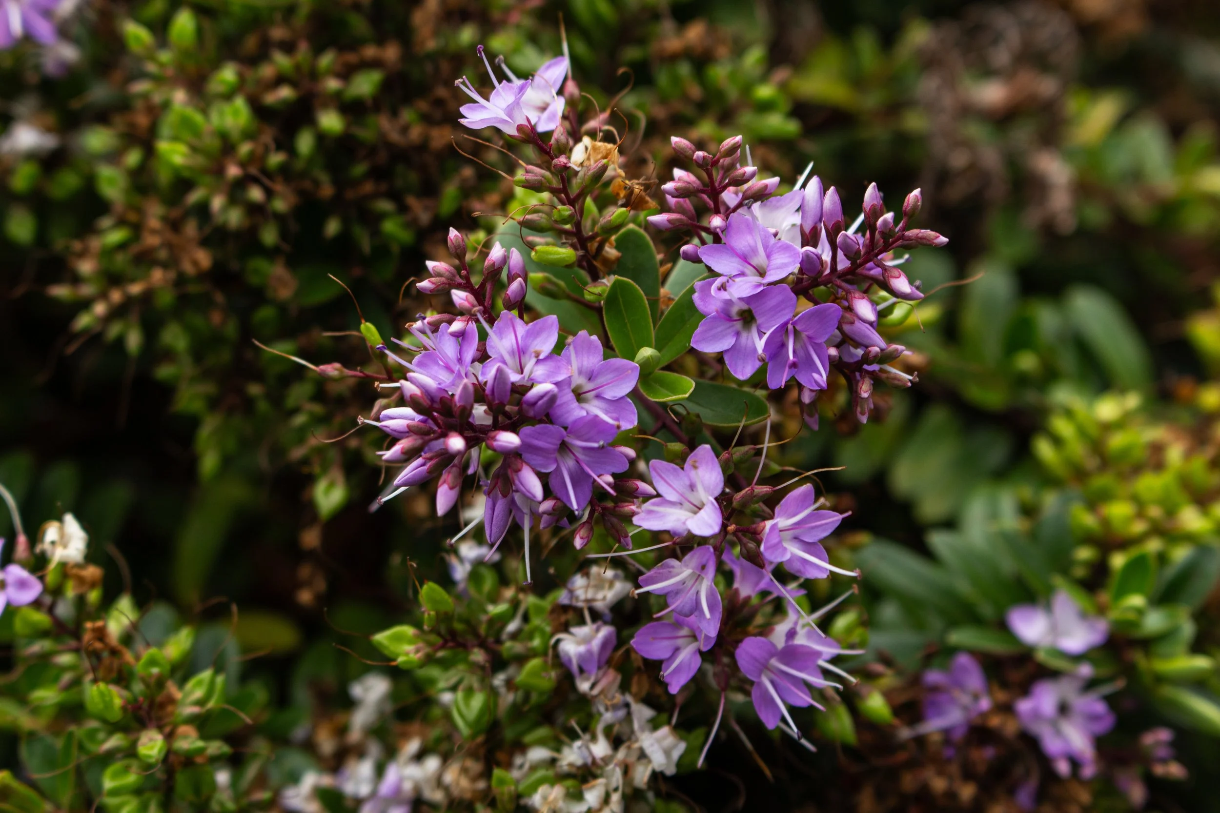 Close-up of purple and white flowers with green leaves in a garden setting.