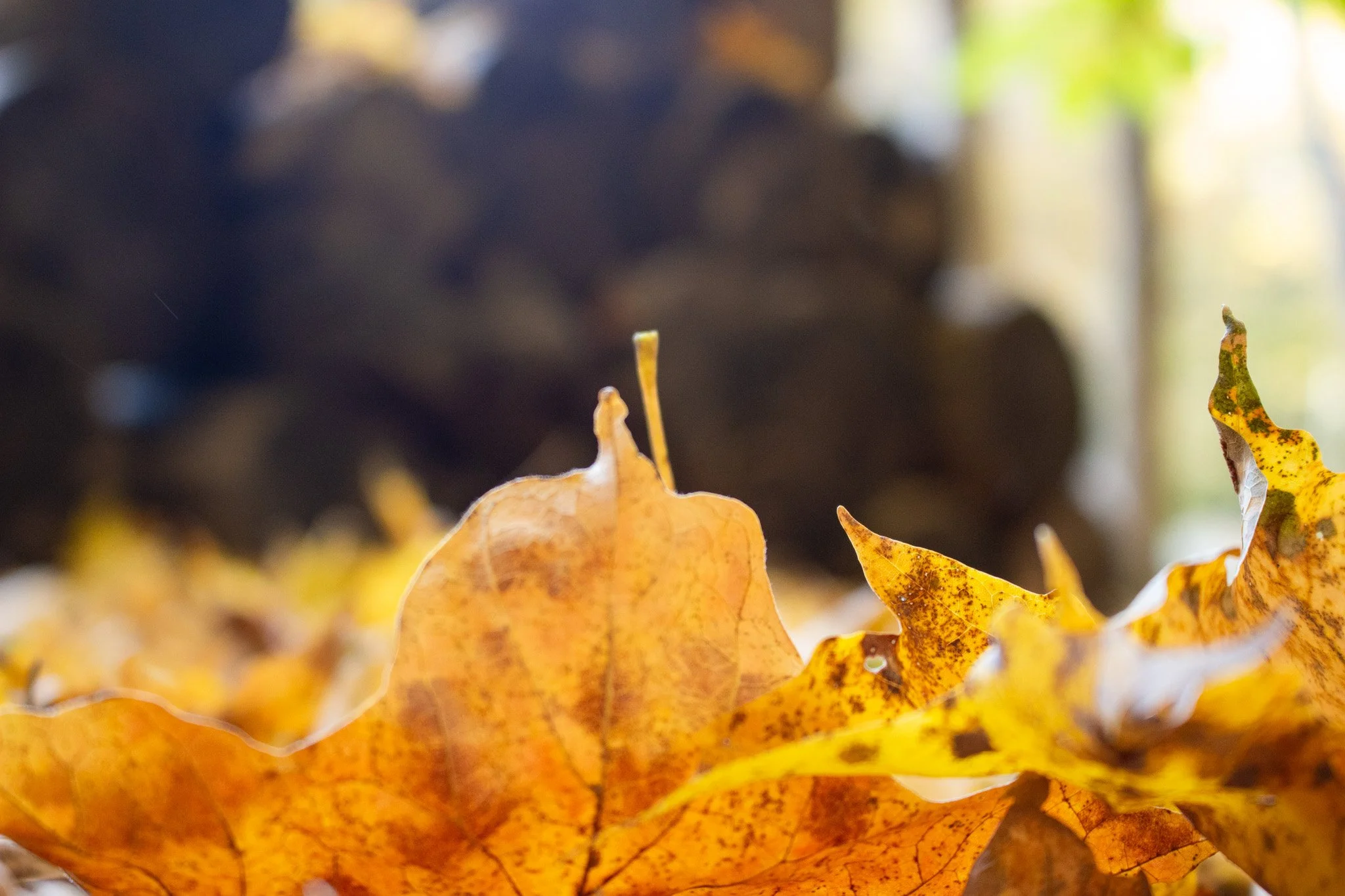 Close-up of yellow autumn leaves with brown spots, some curled and layered on the ground, with soft blurred background of greenery and darker leaves.