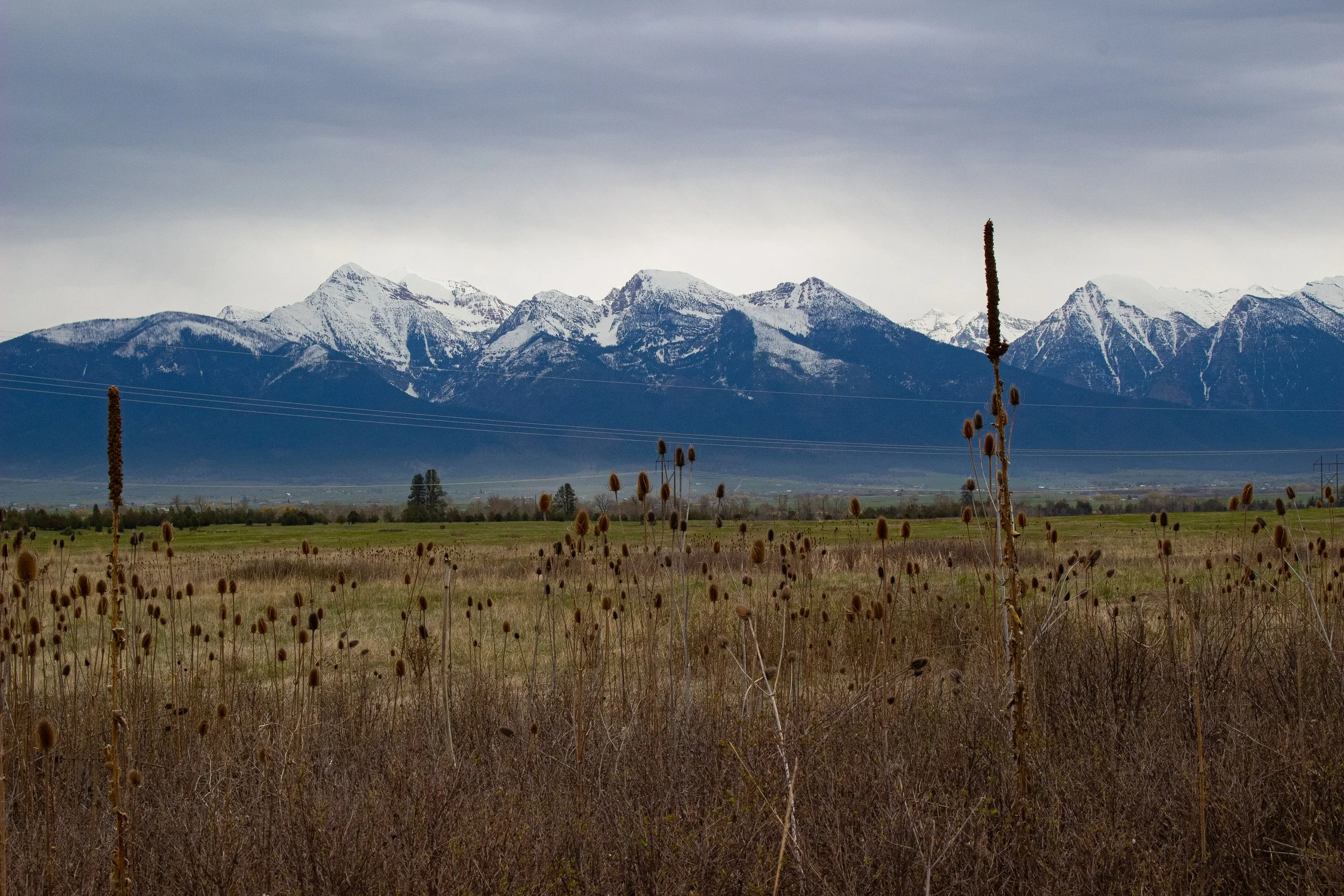 Snow-capped mountains under a cloudy sky, with a field of dried plants and shadows of power lines in the foreground.