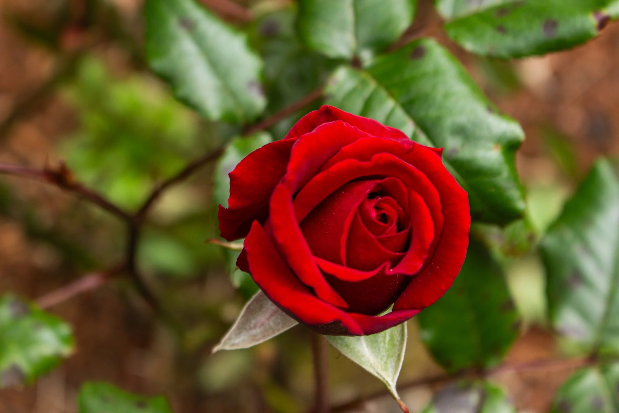 A close-up of a red rose in bloom with green leaves in the background.