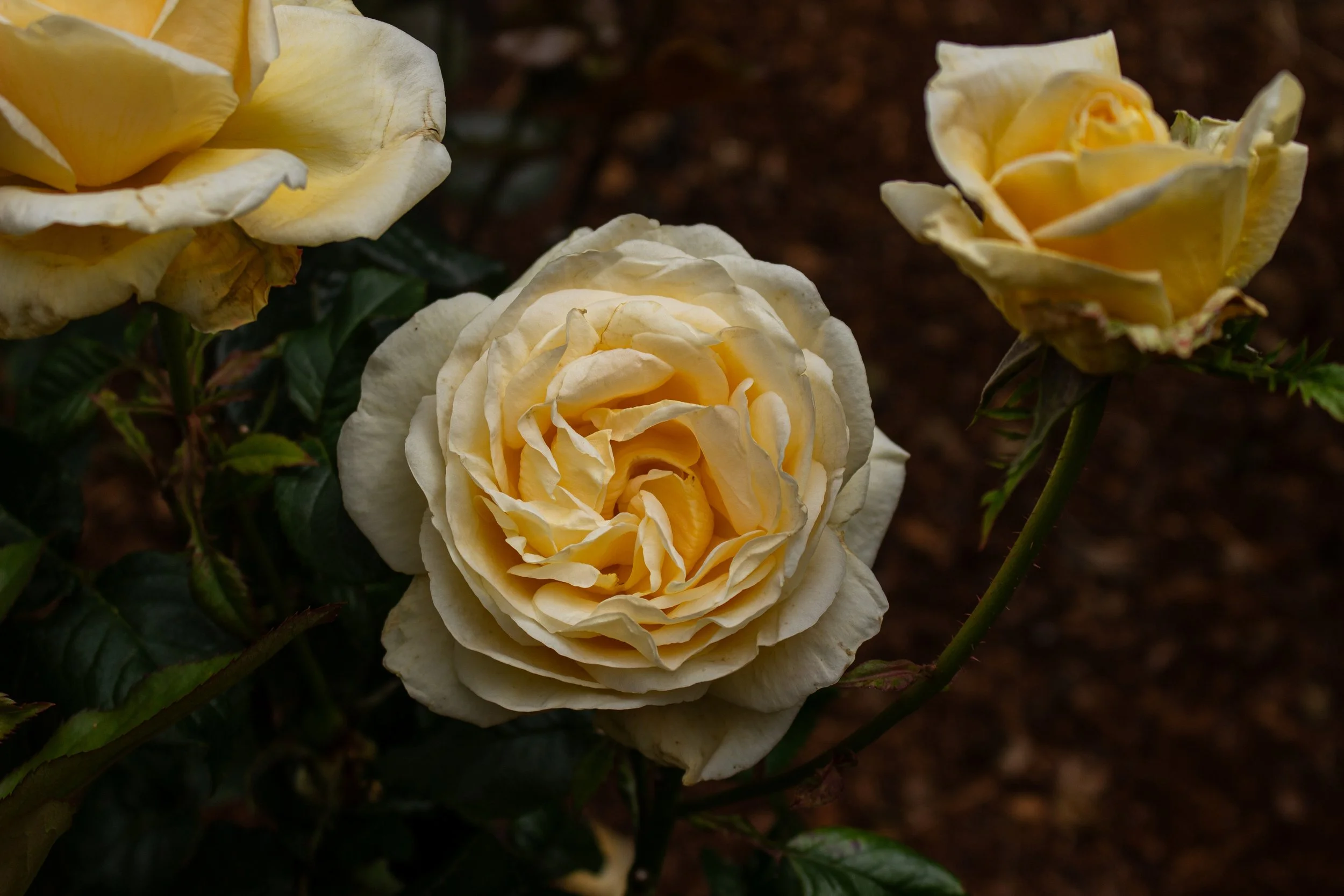 Close-up of three creamy yellow roses blooming on a dark background.