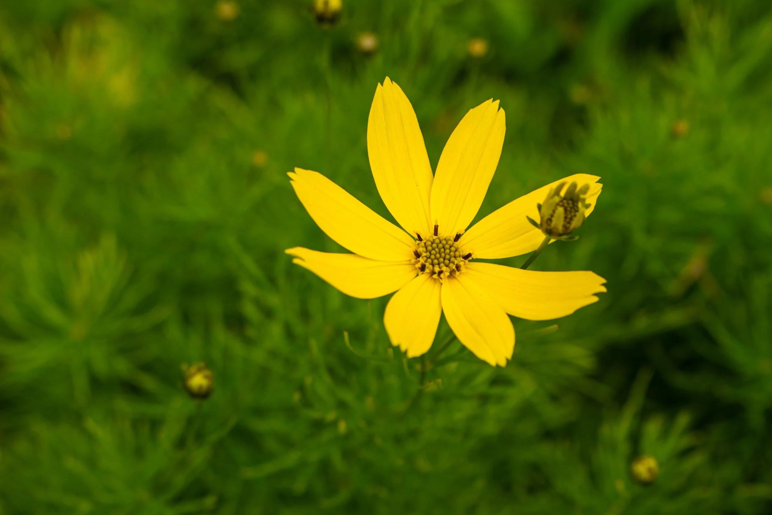 A bright yellow flower with multiple petals, set against a blurred green background of grass or foliage.