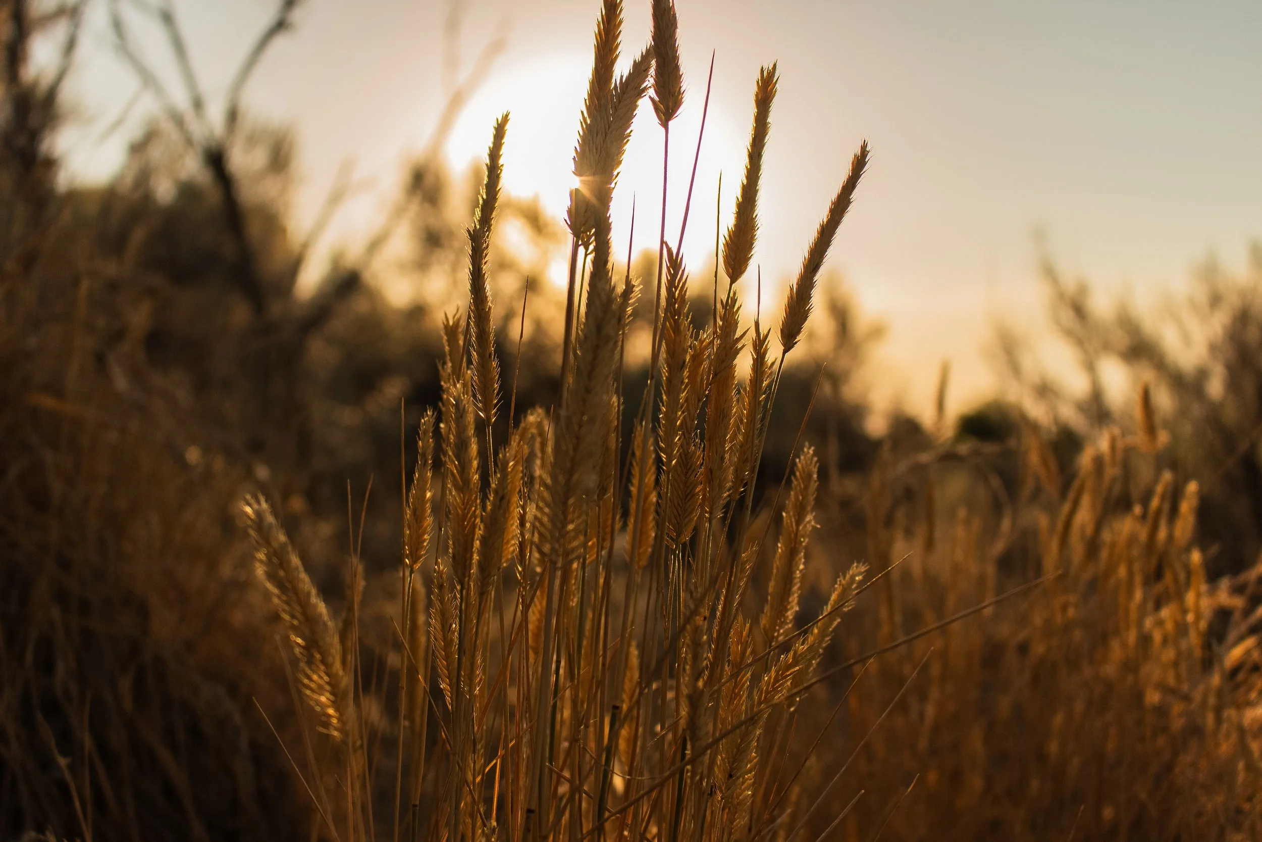 Golden wheat field at sunset, with tall wheat stalks silhouetted against the low sun and a warm sky.