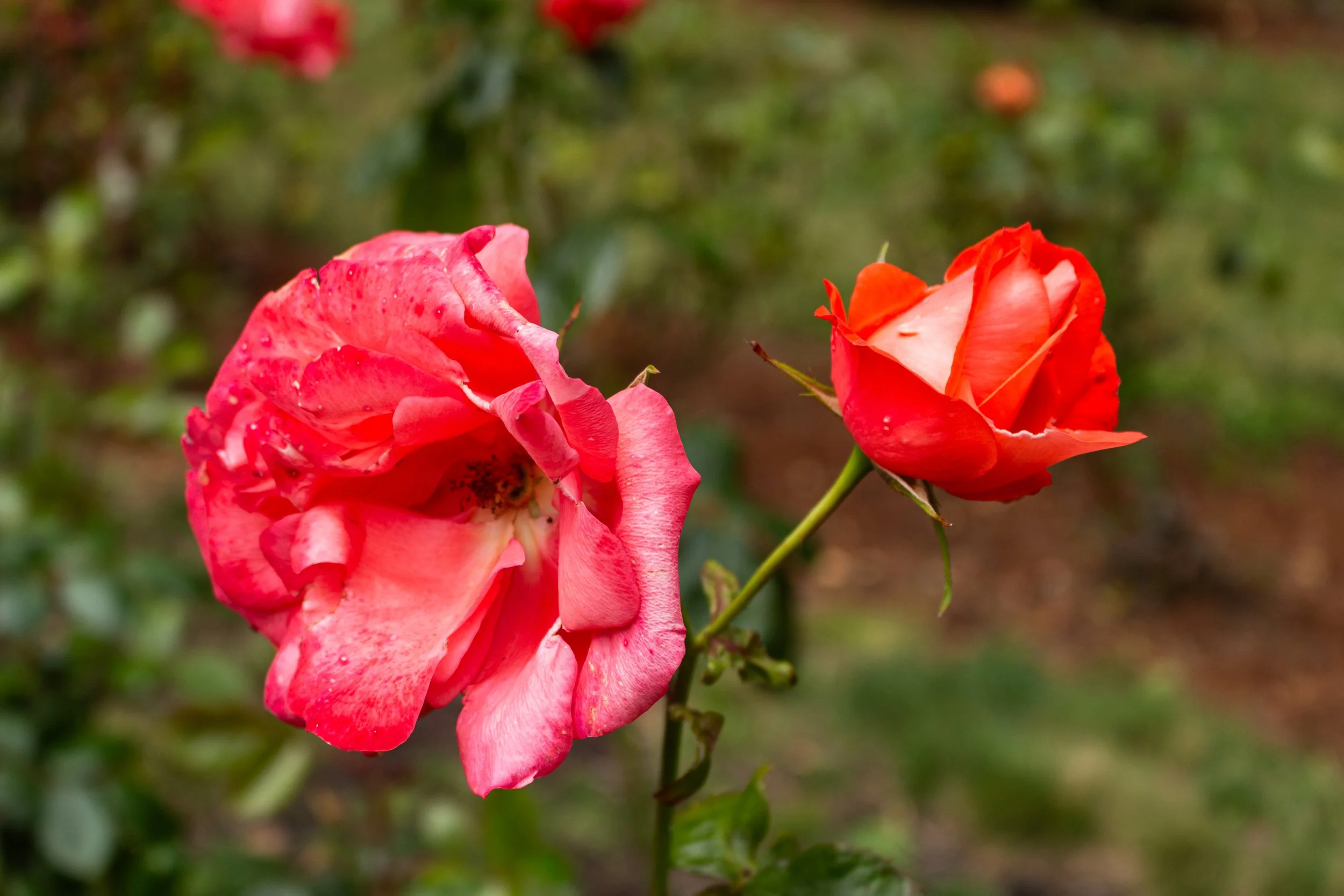 Close-up of two pink roses with water droplets on their petals, set against a blurred green garden background.