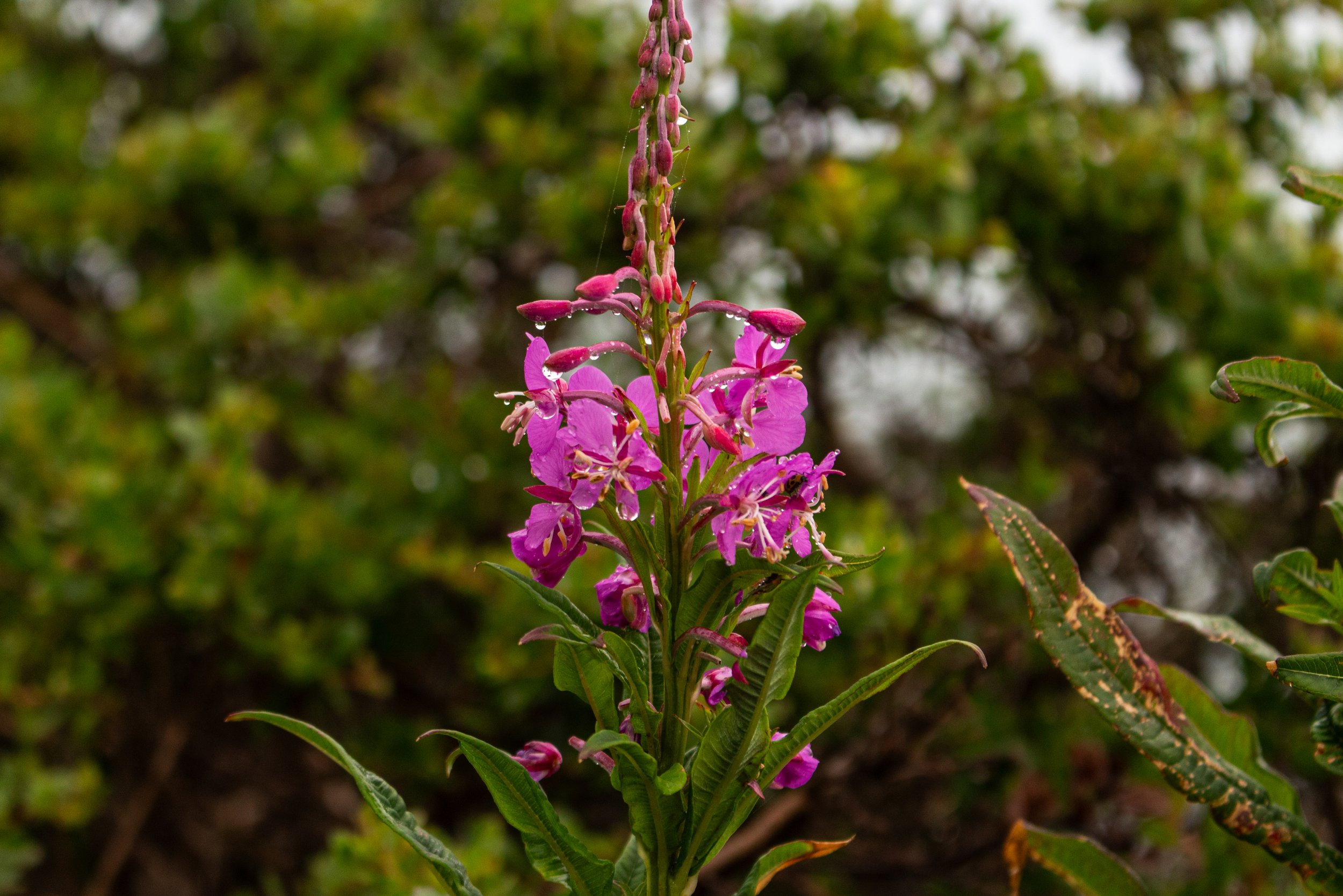 A tall pink flowering plant with multiple blooms and leaves, set against a blurred background of greenery.