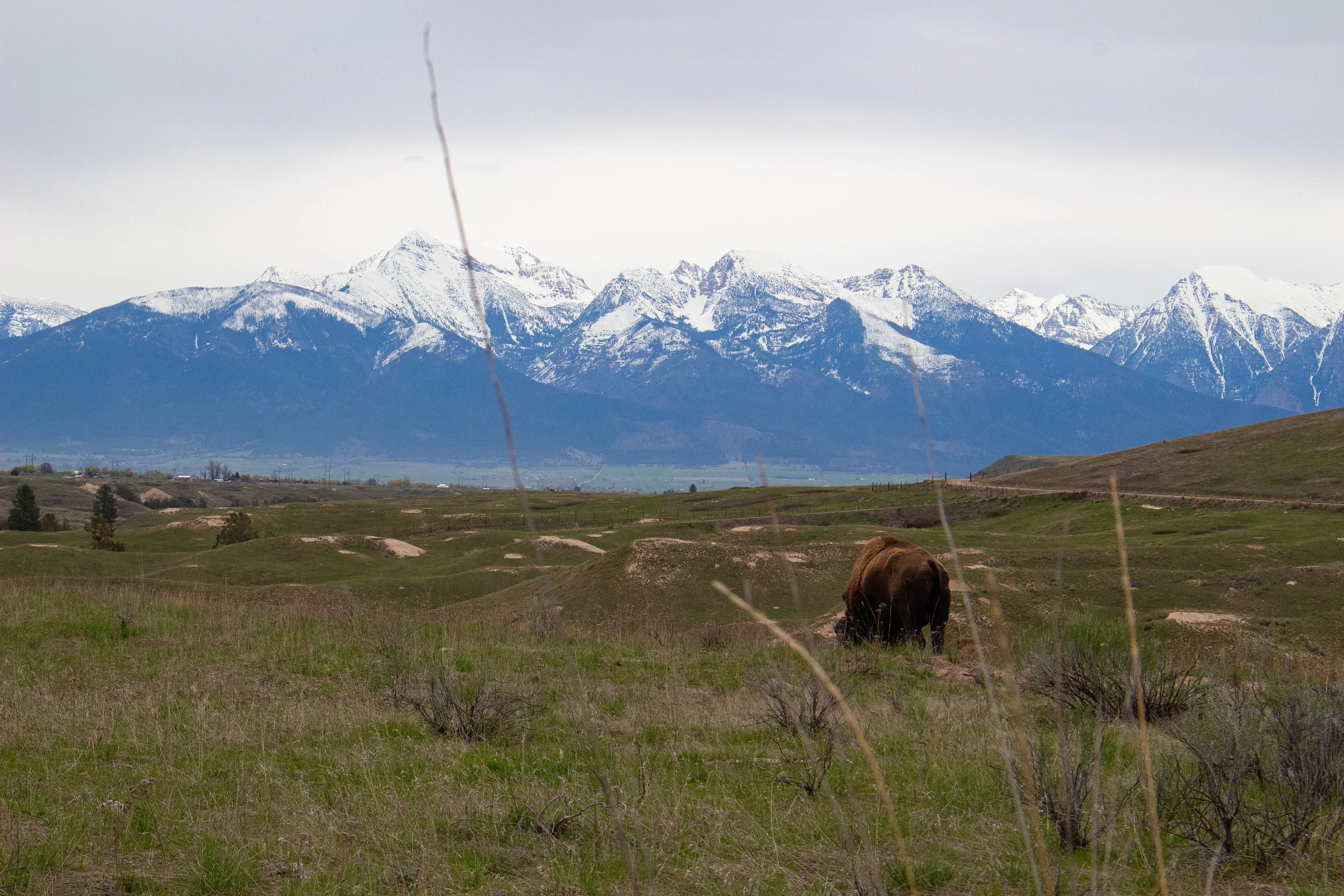 Mountains with snow on their peaks, green hills in the foreground, and a cow grazing on the grass. Overcast sky.
