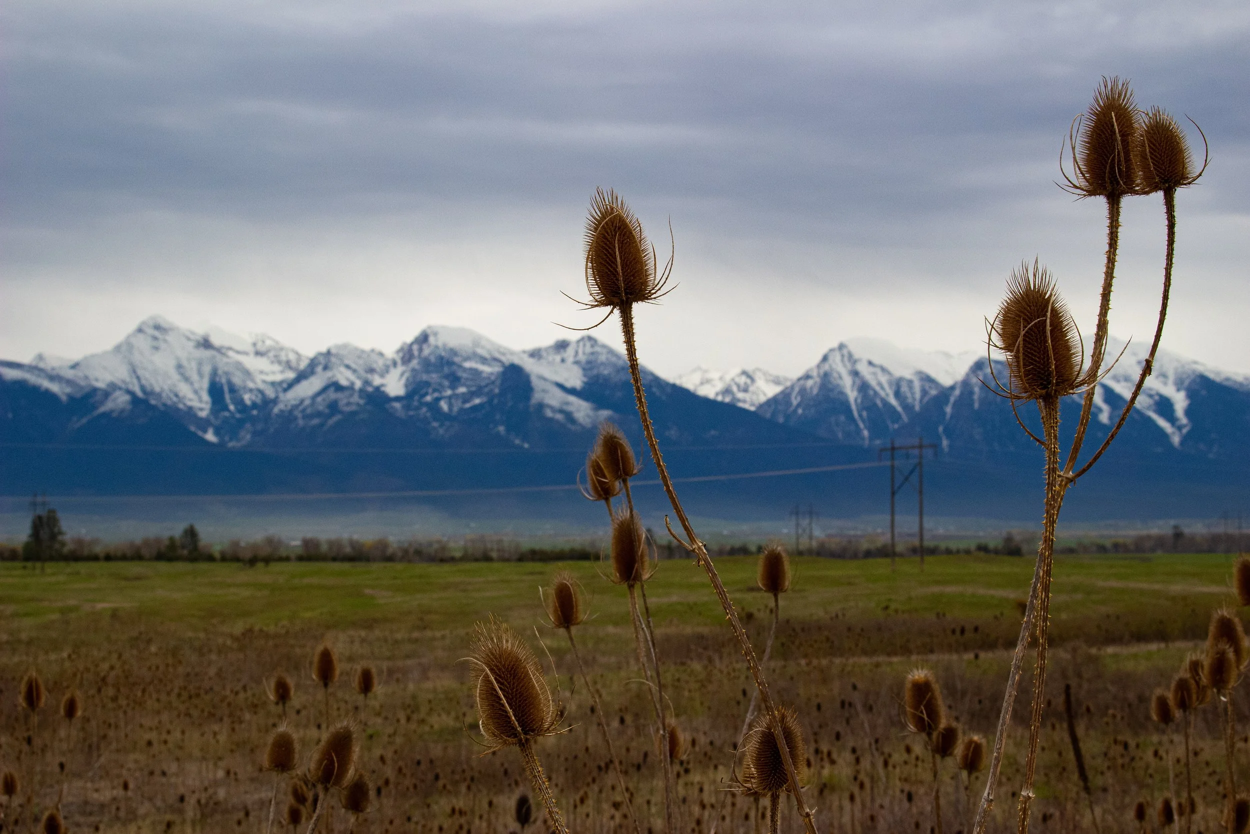 Dry teasel plants in foreground with snow-capped mountains and cloudy sky in the background.