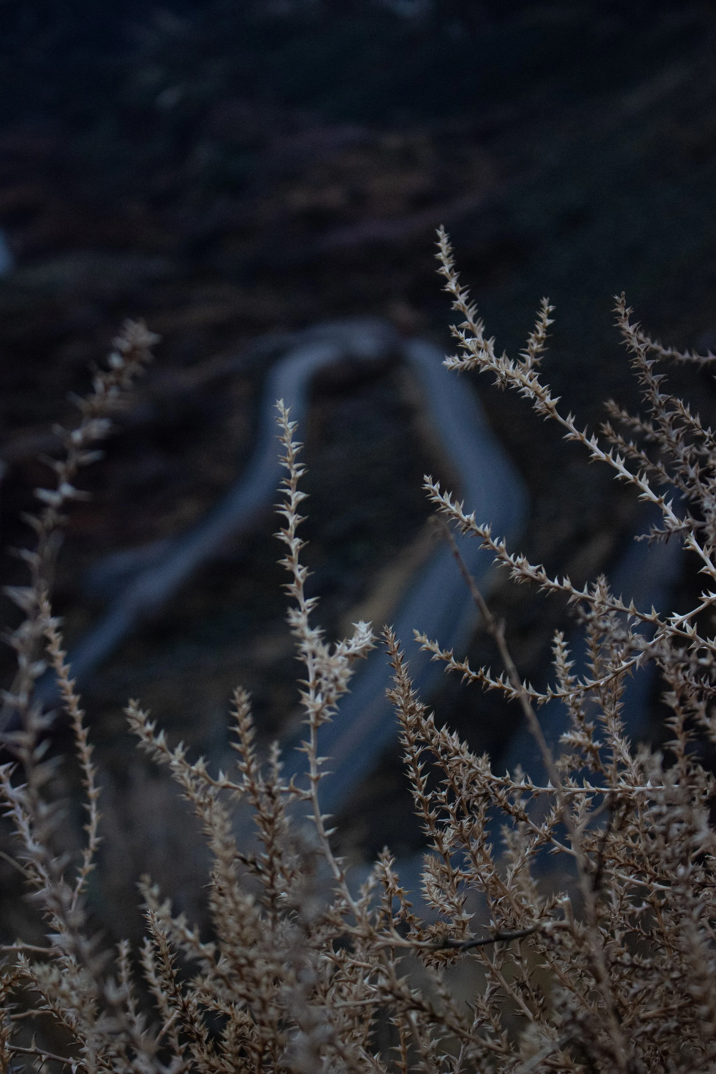 Close-up of dried, spiky plant stems with a blurred dark background.