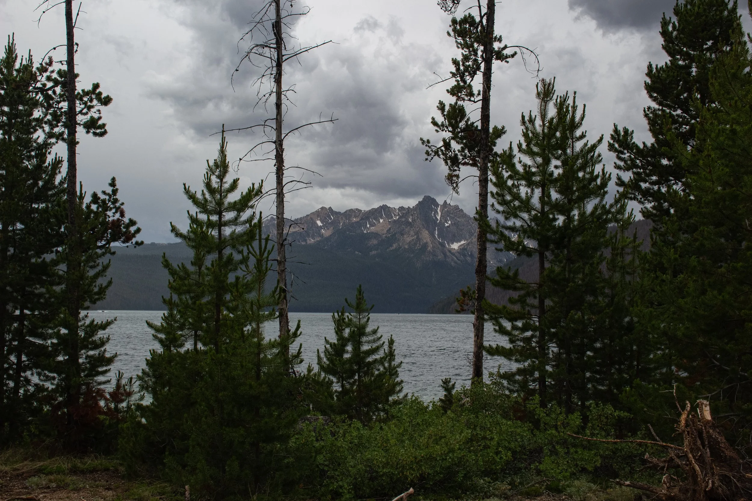 Coniferous trees by a lake with mountain peaks in the background under cloudy sky.