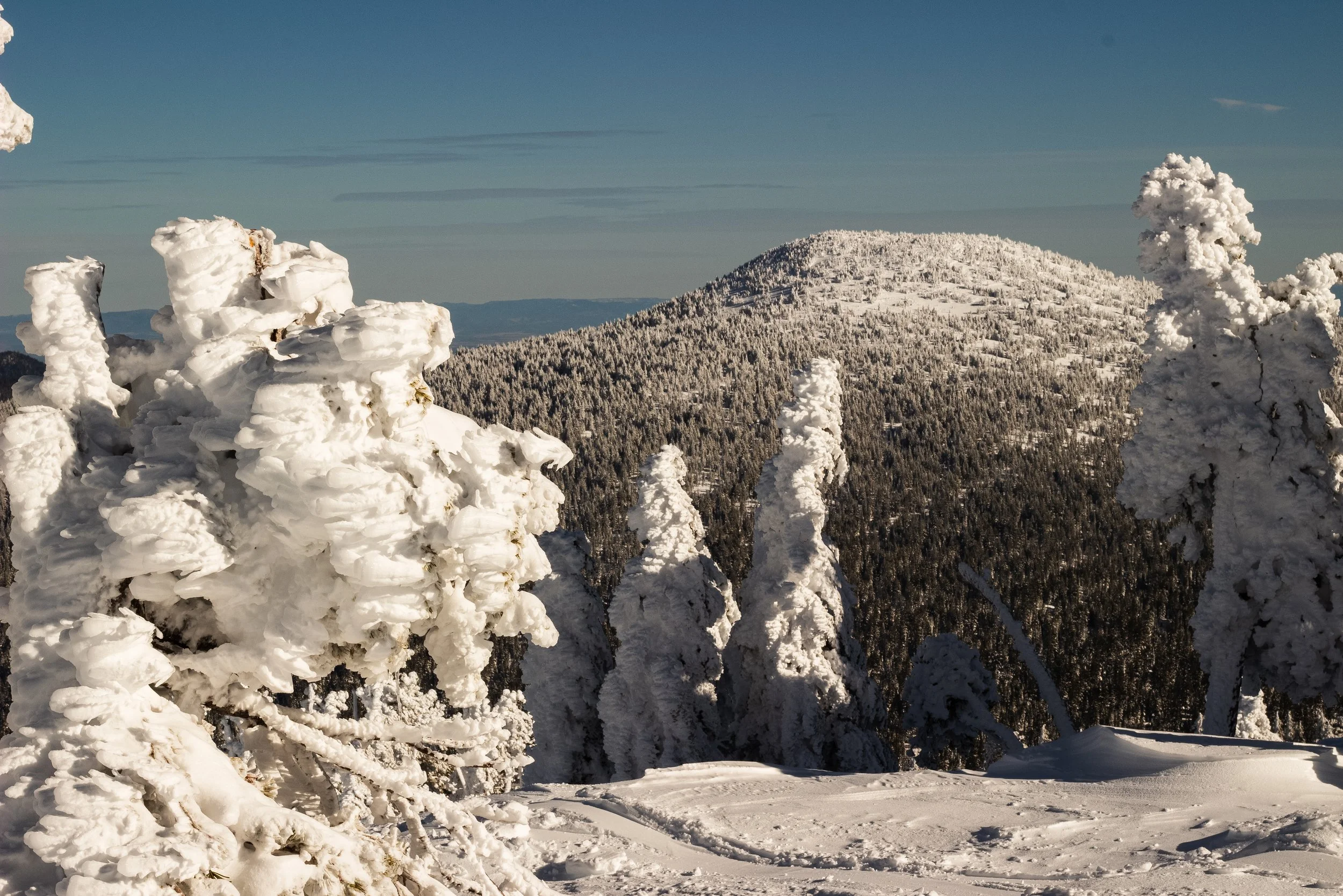 Snow-covered trees and a mountain under a clear blue sky.