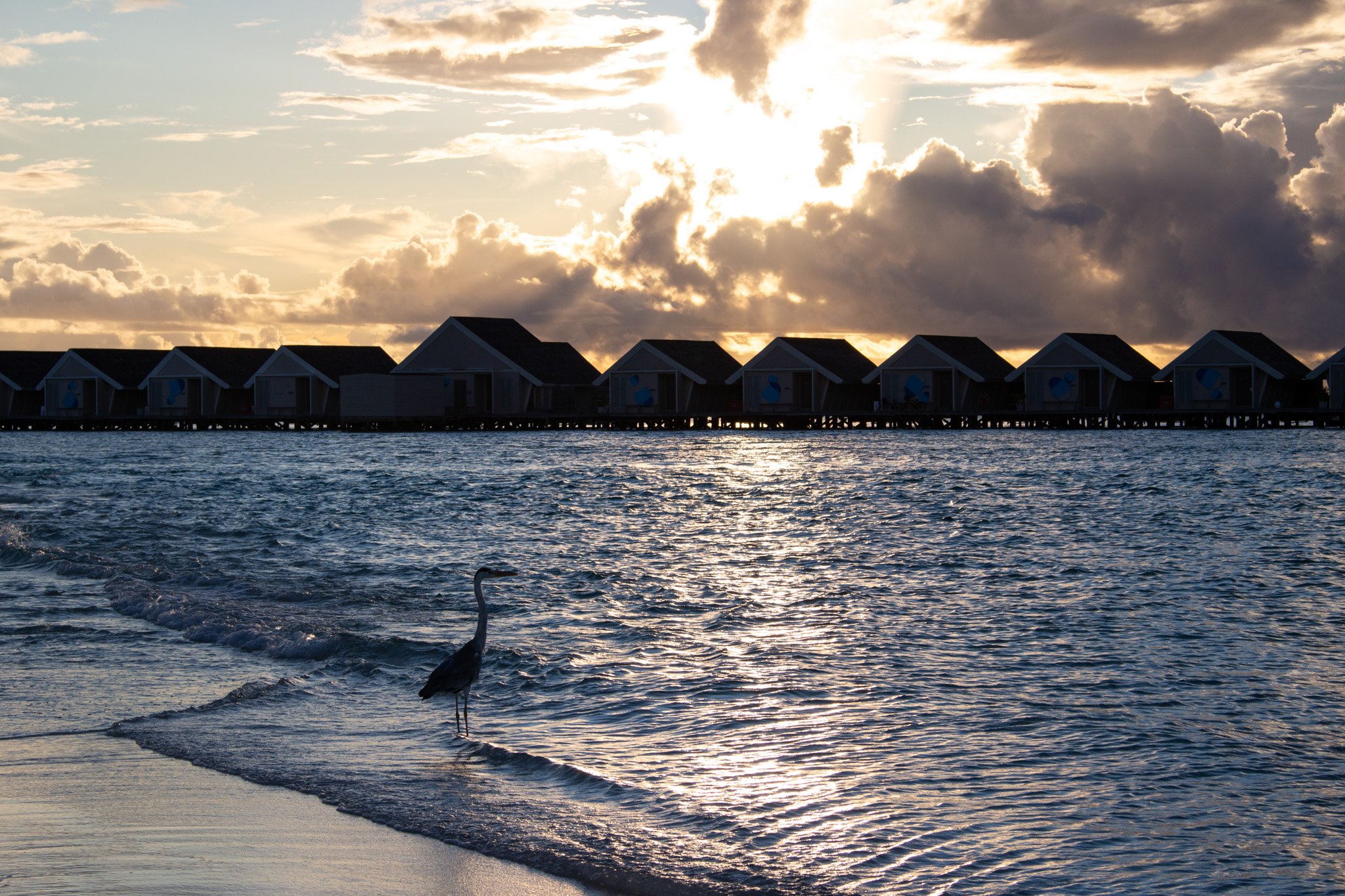 Sunset over the ocean with clouds in the sky, overwater bungalows on stilts, and a swan standing in the shallow water near the shore.