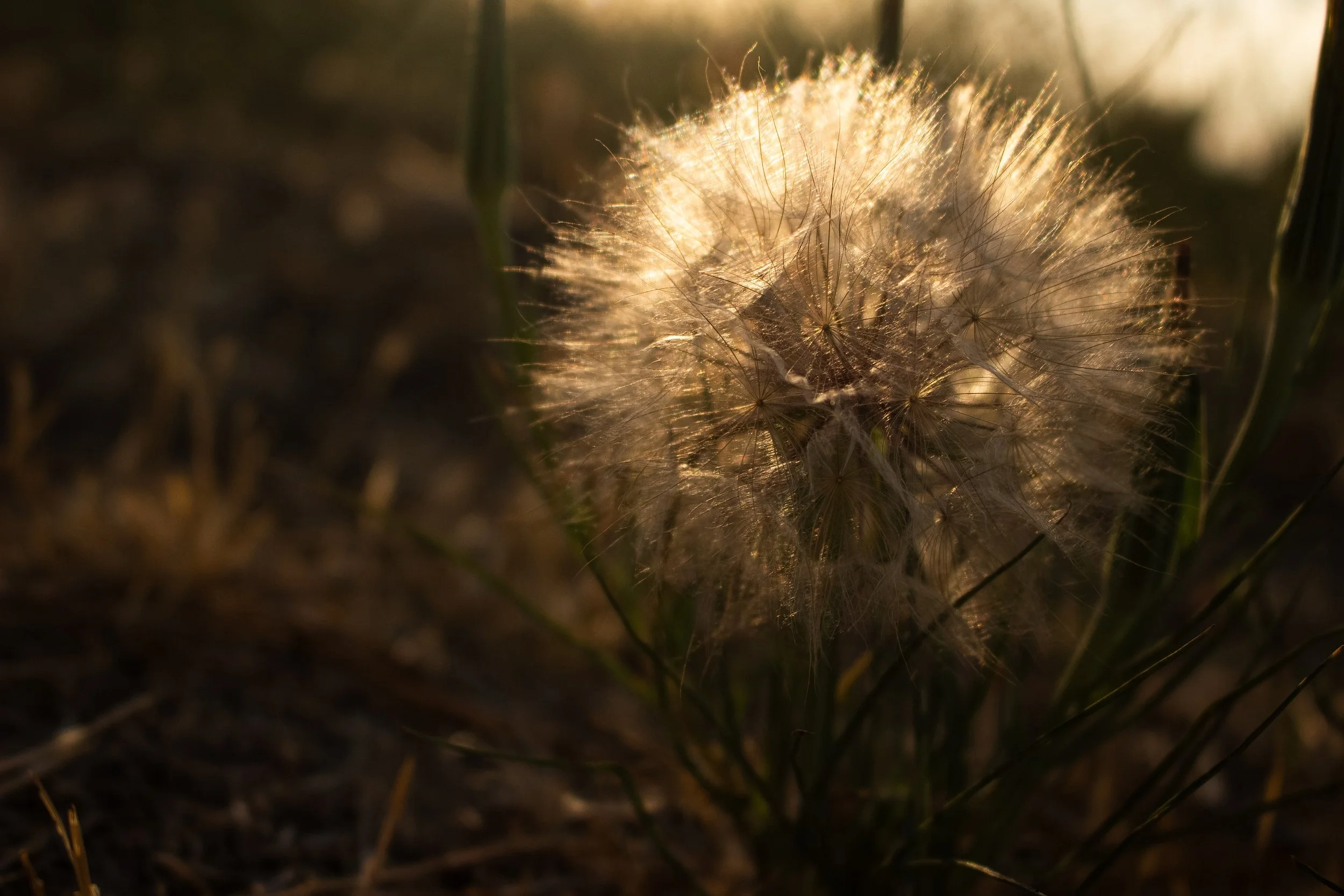 Close-up of a dandelion seed head partially illuminated by warm sunlight, with blurred background.