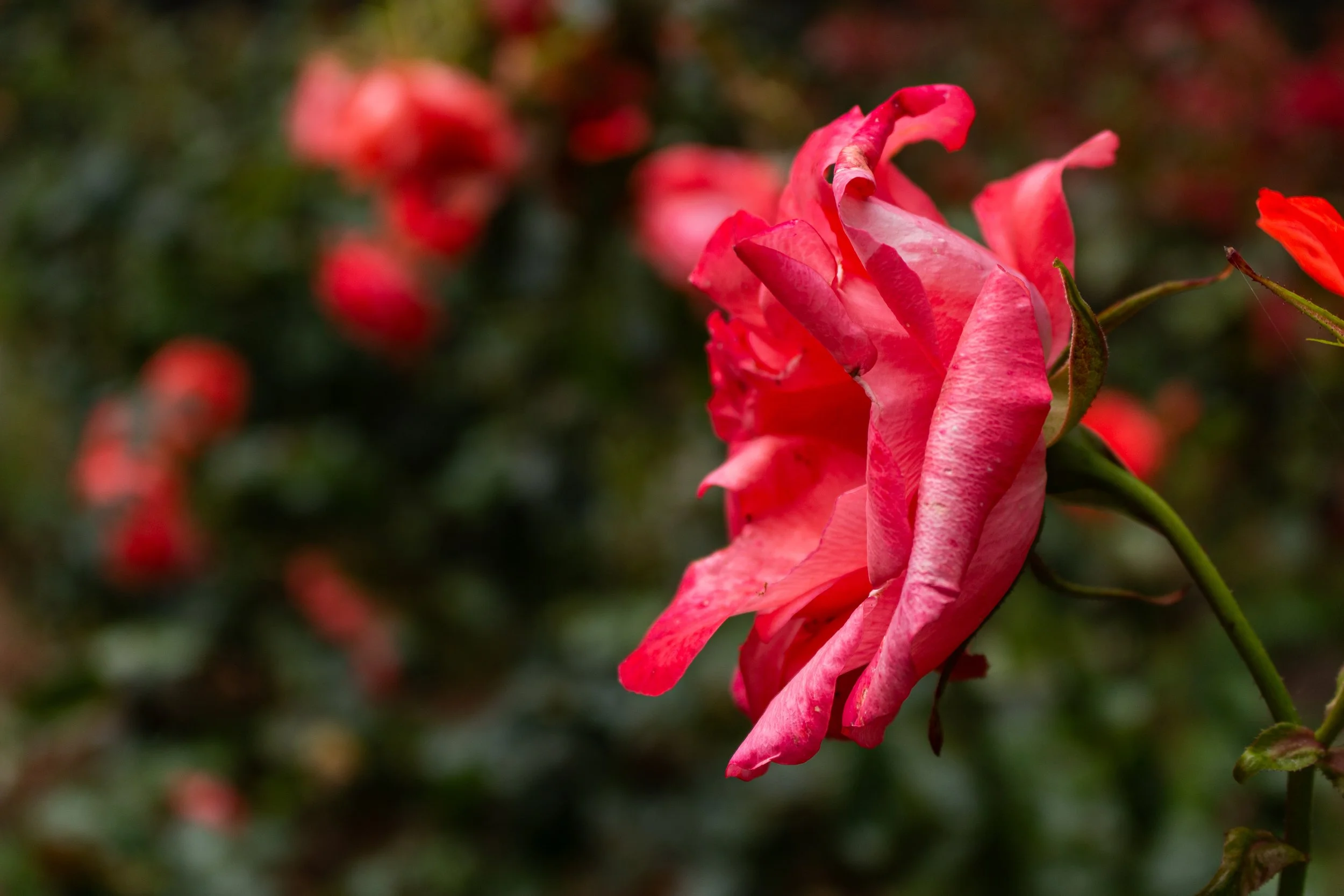 Close-up of a pink rose with partially wilted petals against a blurred green and red background.