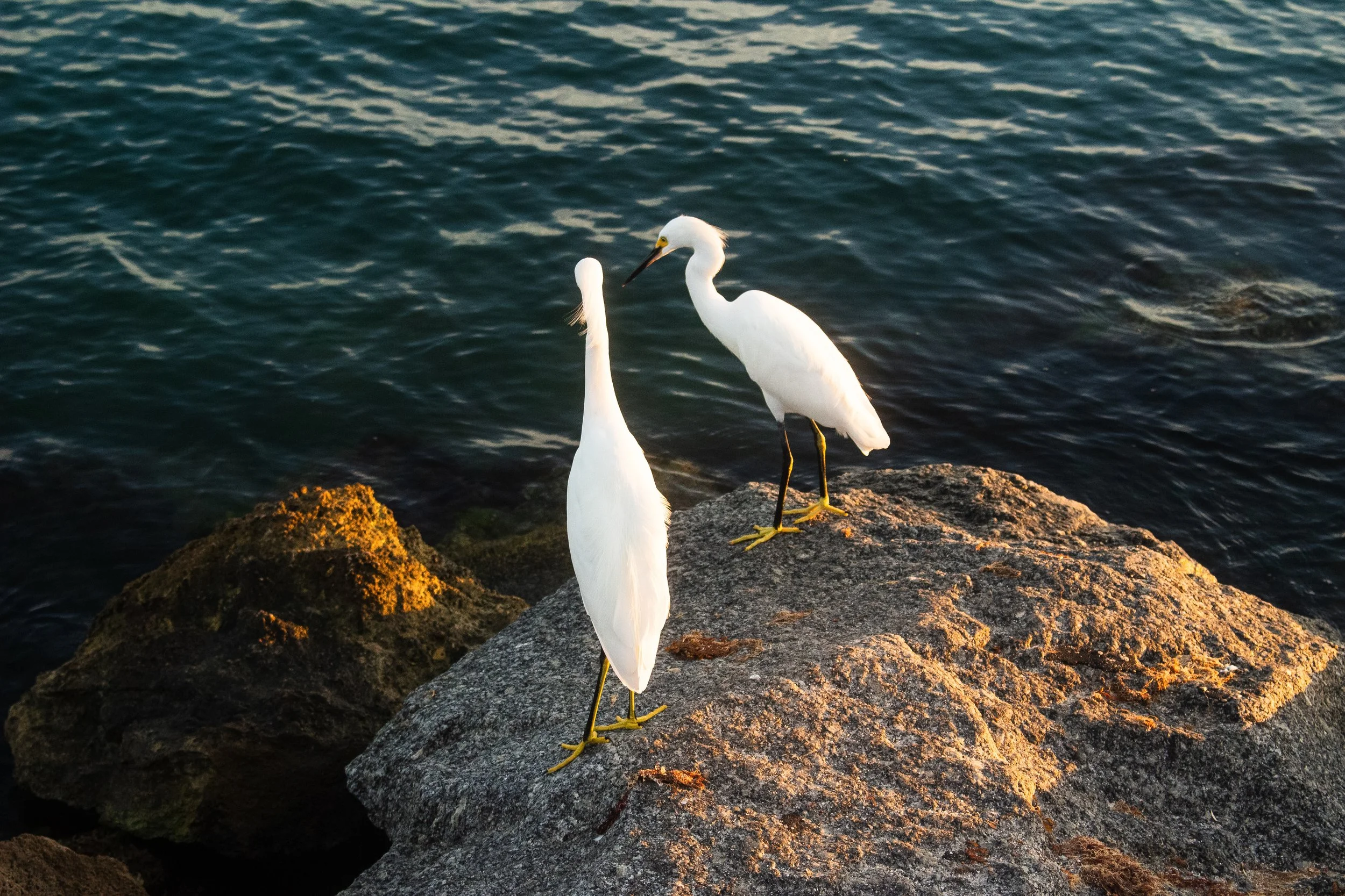 Two white herons standing on rocks near a body of water during sunset.
