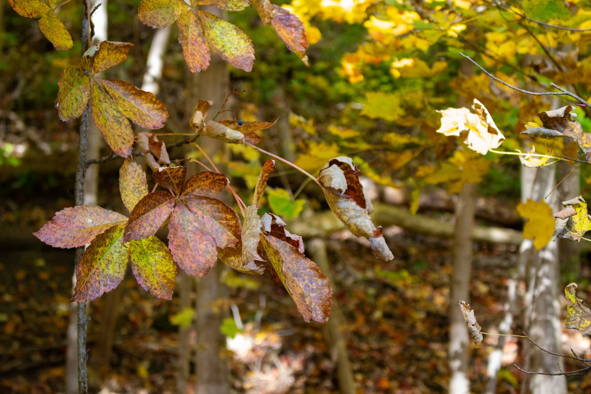 Close-up of autumn leaves in shades of yellow, orange, and green on tree branches in a forest.
