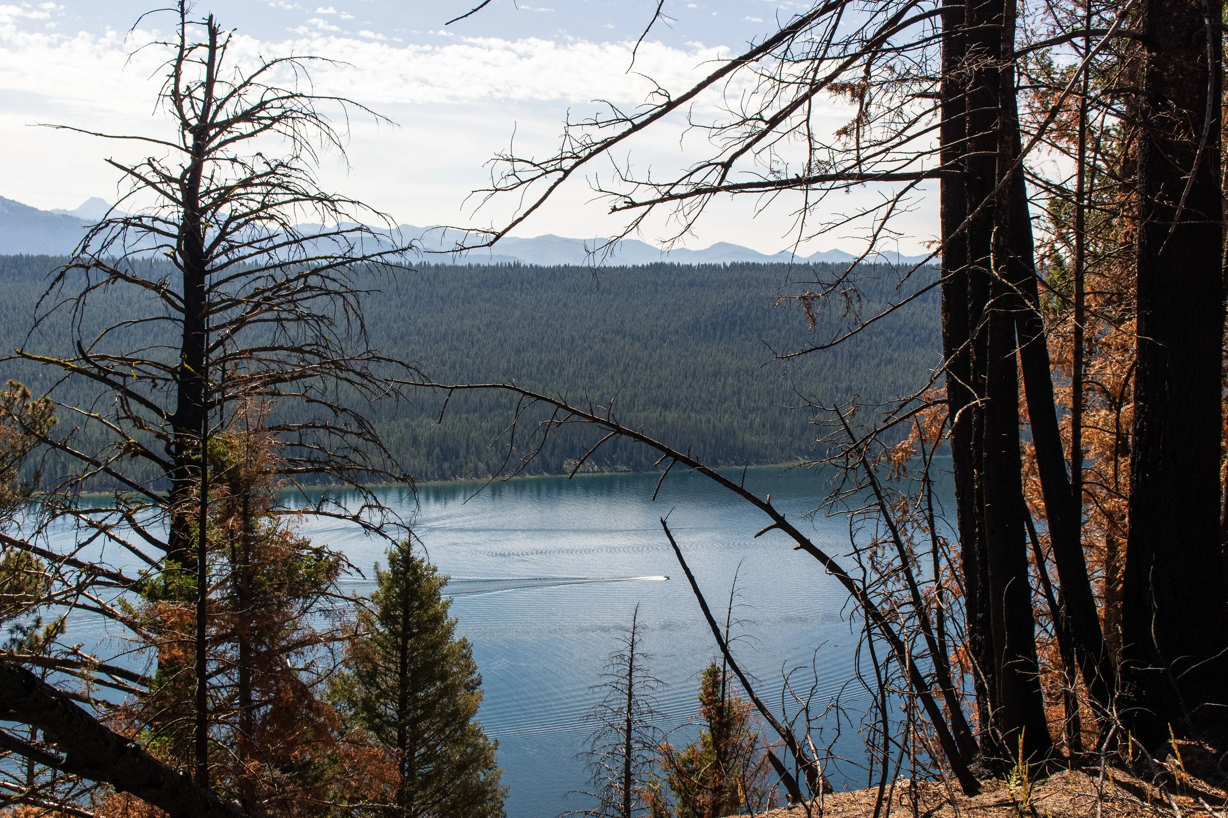 A peaceful lakeside scene with calm water, surrounded by evergreen trees and some burnt trees with bare branches, mountains in the background under a partly cloudy sky.