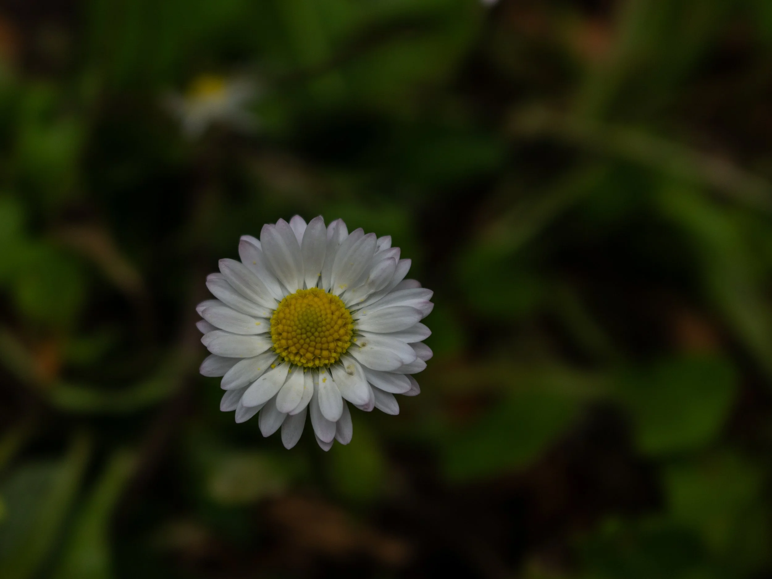 A close-up of a white daisy flower with a yellow center, set against a blurred green background.