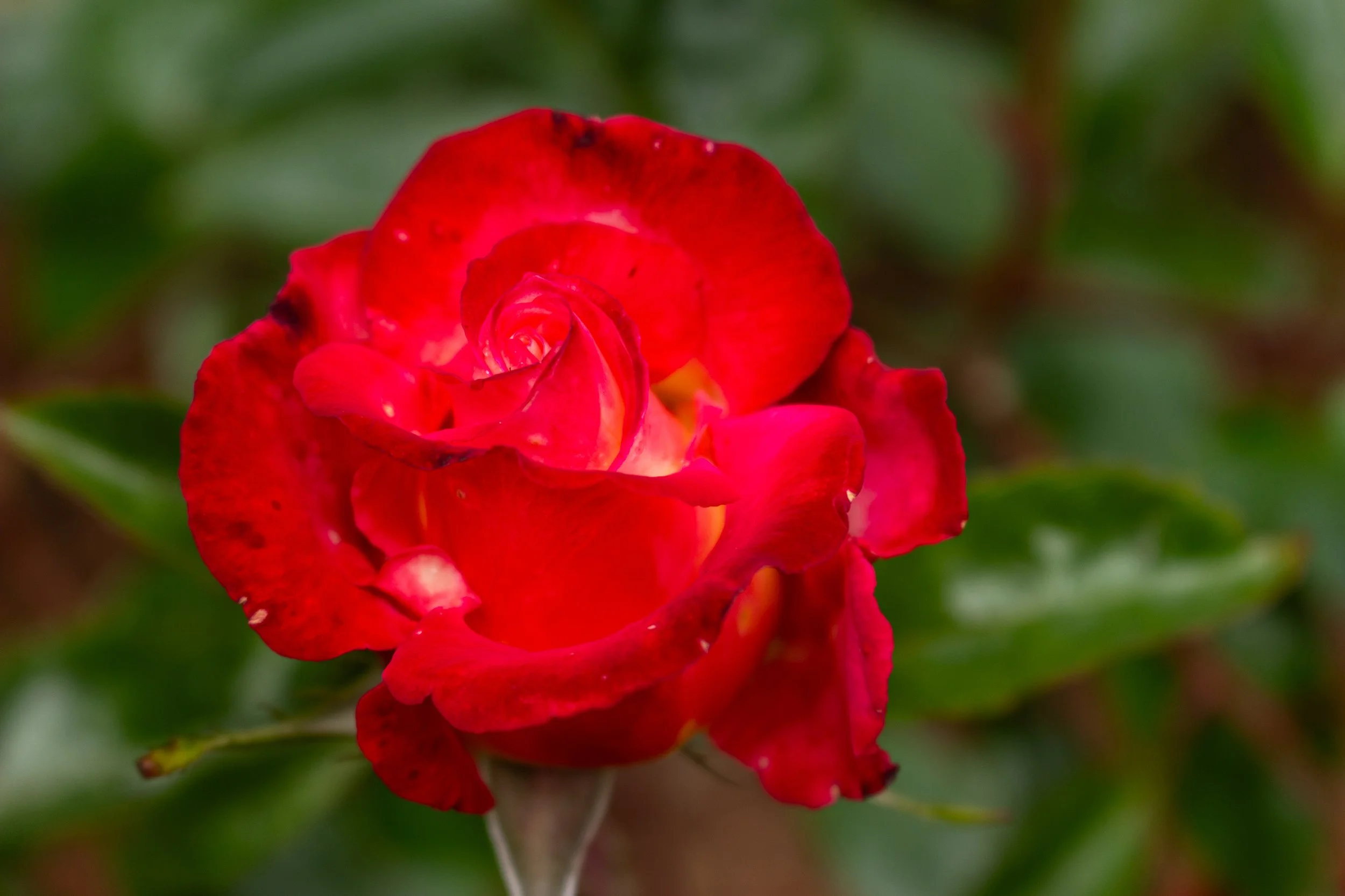Close-up of a red and pink rose with green leaves in the background.