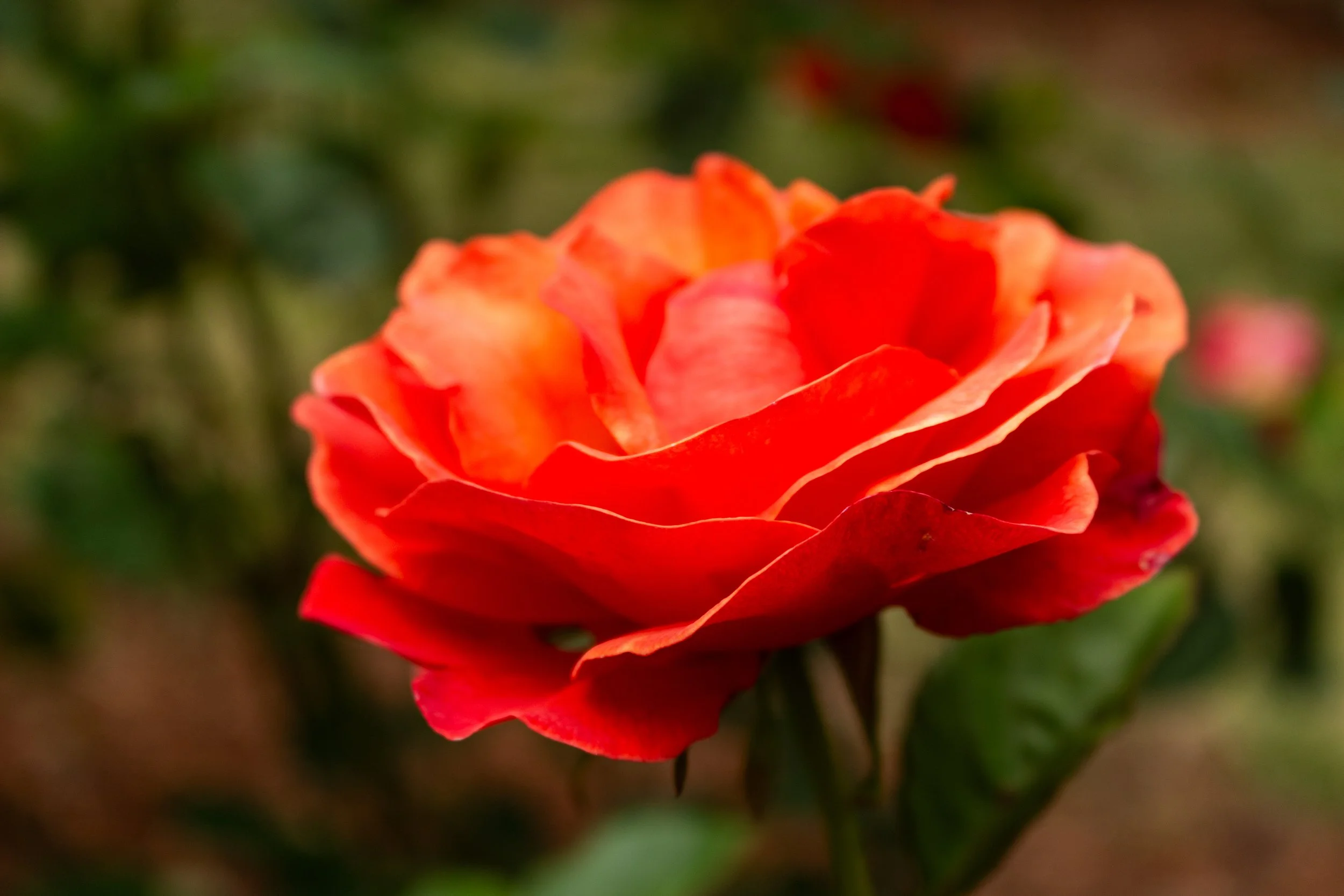 Close-up of a vibrant red-orange rose in full bloom against a blurred green background.