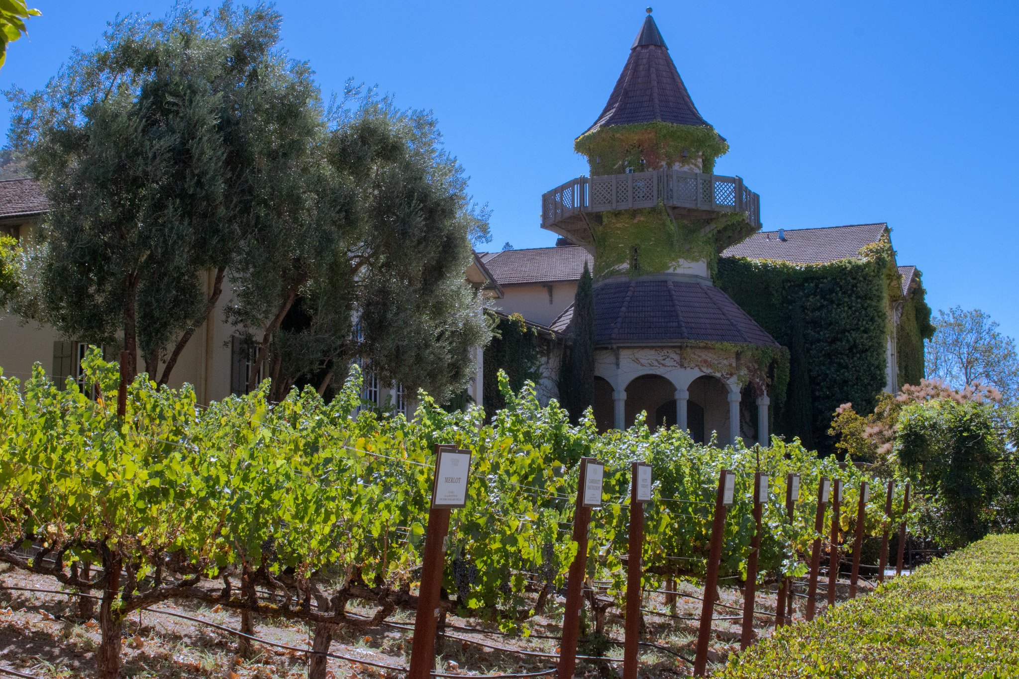 Vineyard with rows of grapevines in the foreground and a large building with a tower and conical roof in the background. Signage identifying grape varieties is visible among the vines.