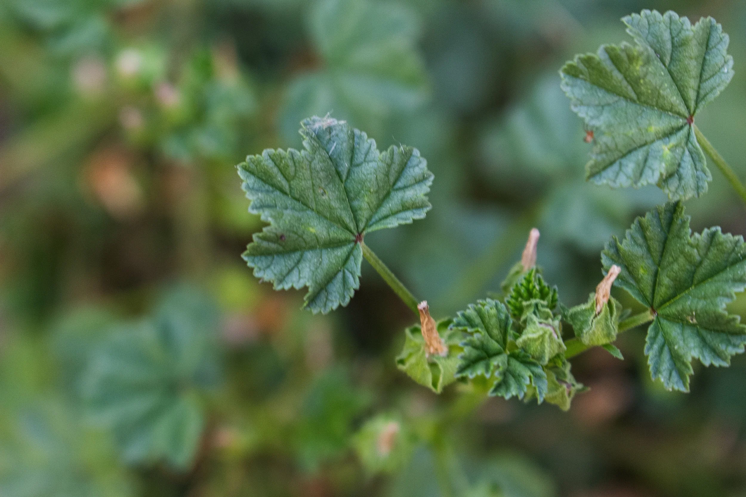 Close-up of green leaves on a plant with a blurred background.