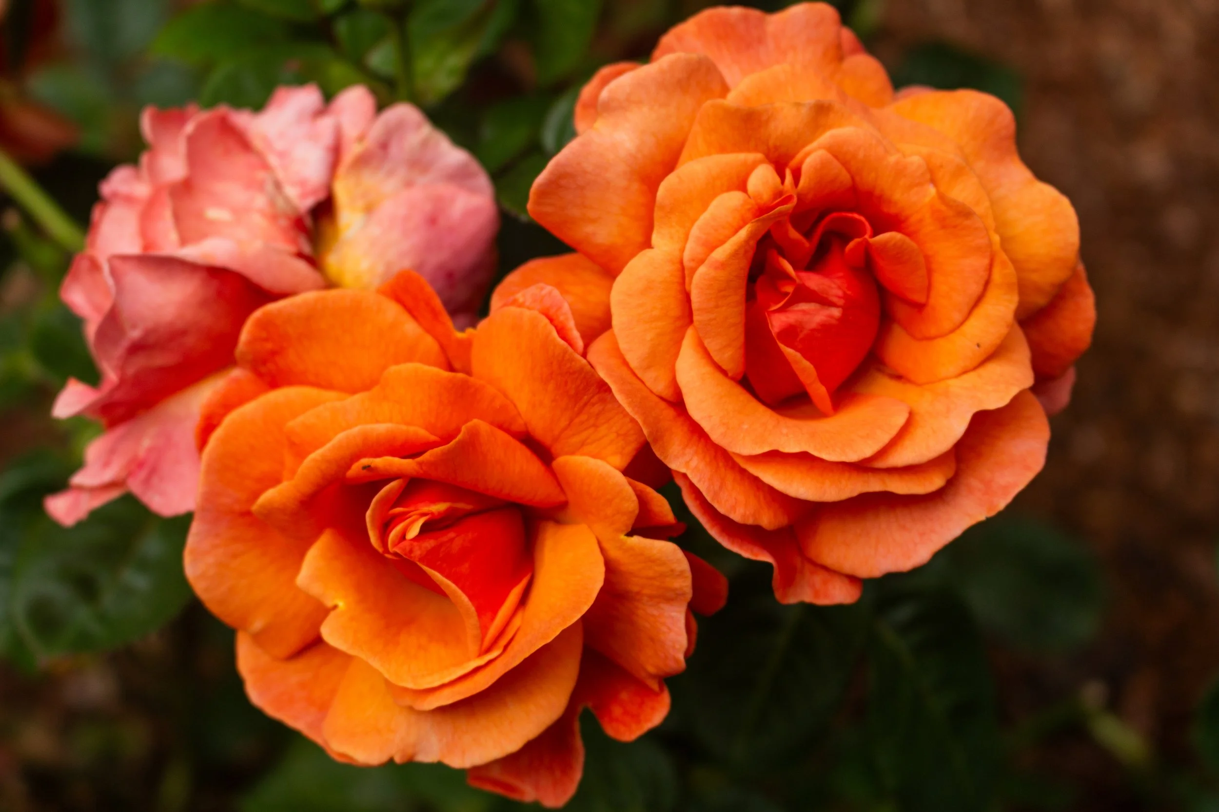 Close-up of vibrant orange and pink roses in a garden.