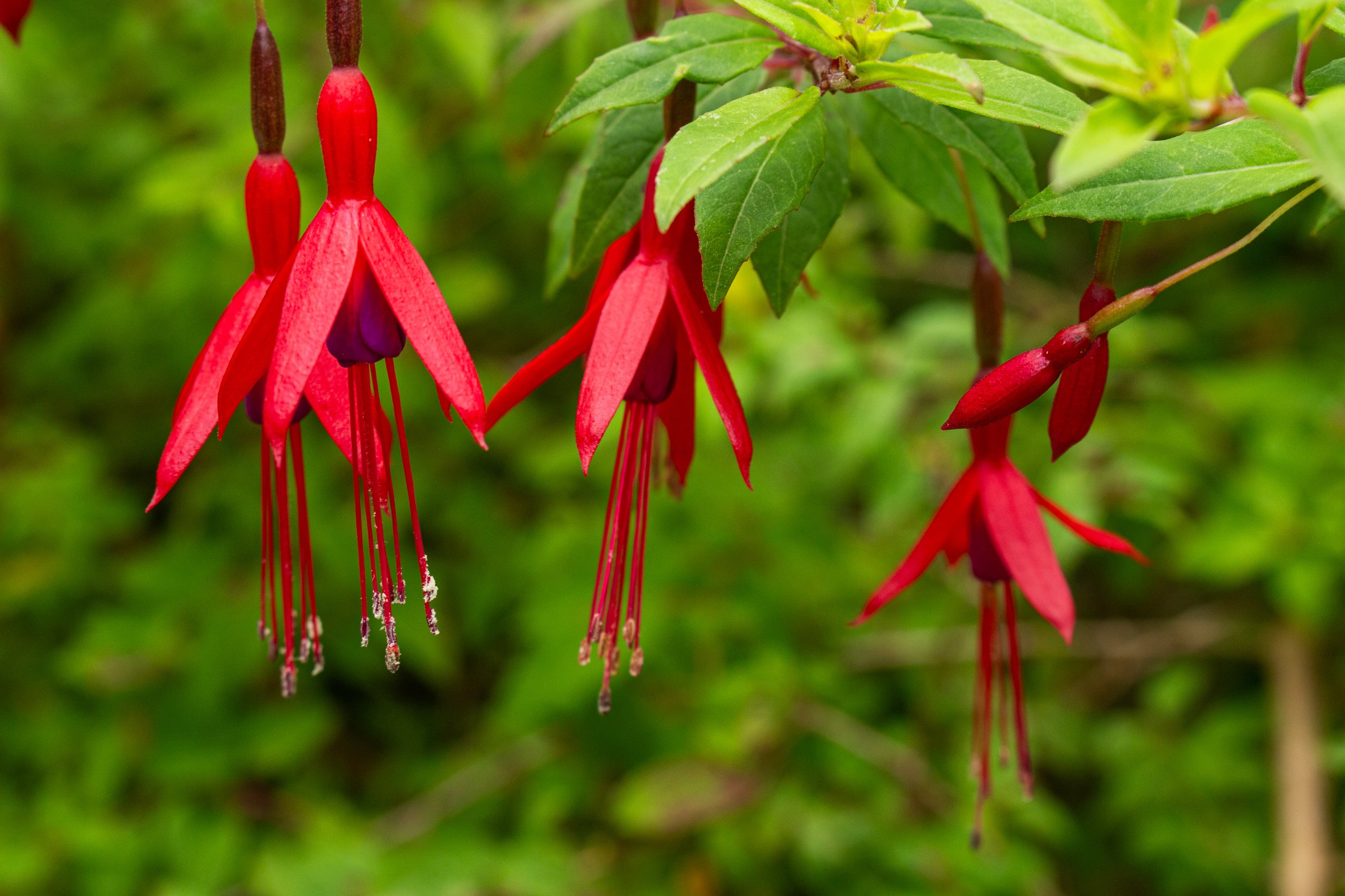 Close-up of red and purple fuchsia flowers hanging from a green leafy plant.