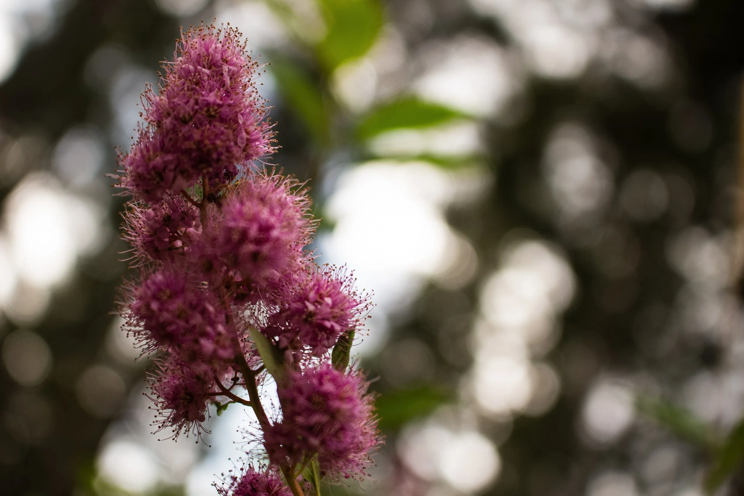 Close-up view of a purple fuzzy flower with a blurred background of trees and light.