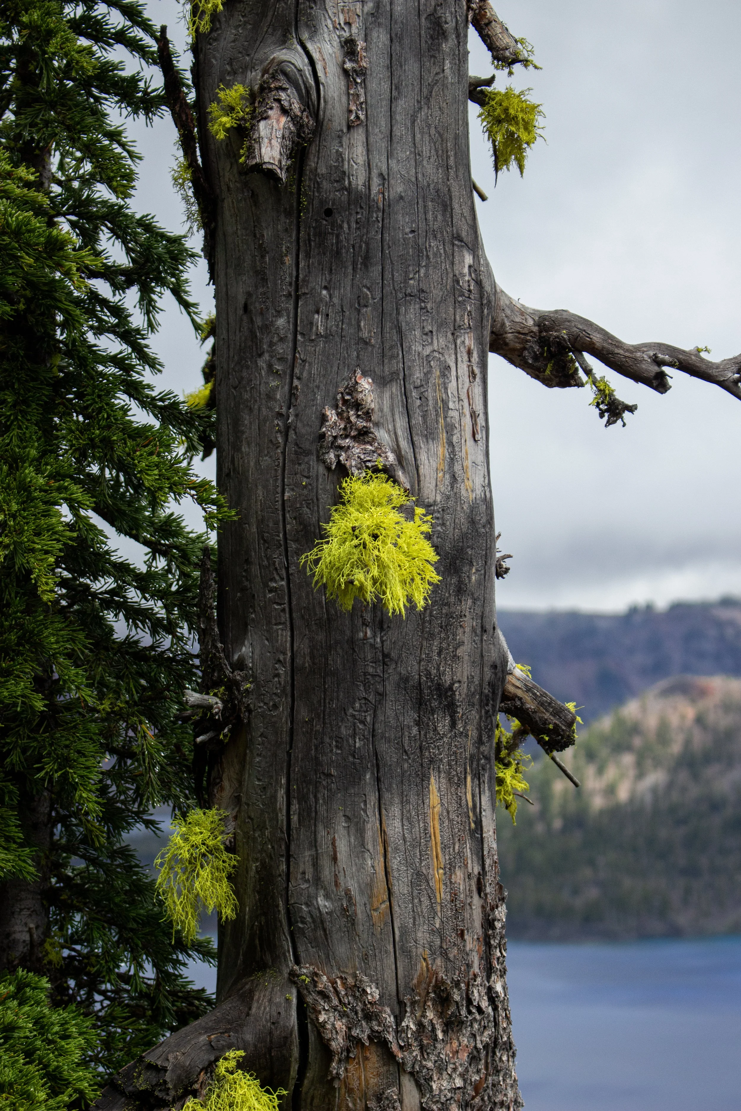 Close-up of a weathered, gray tree trunk with bright yellow-green moss growing on it, with green pine branches on the left and a blurred background of a lake and hills under a cloudy sky.