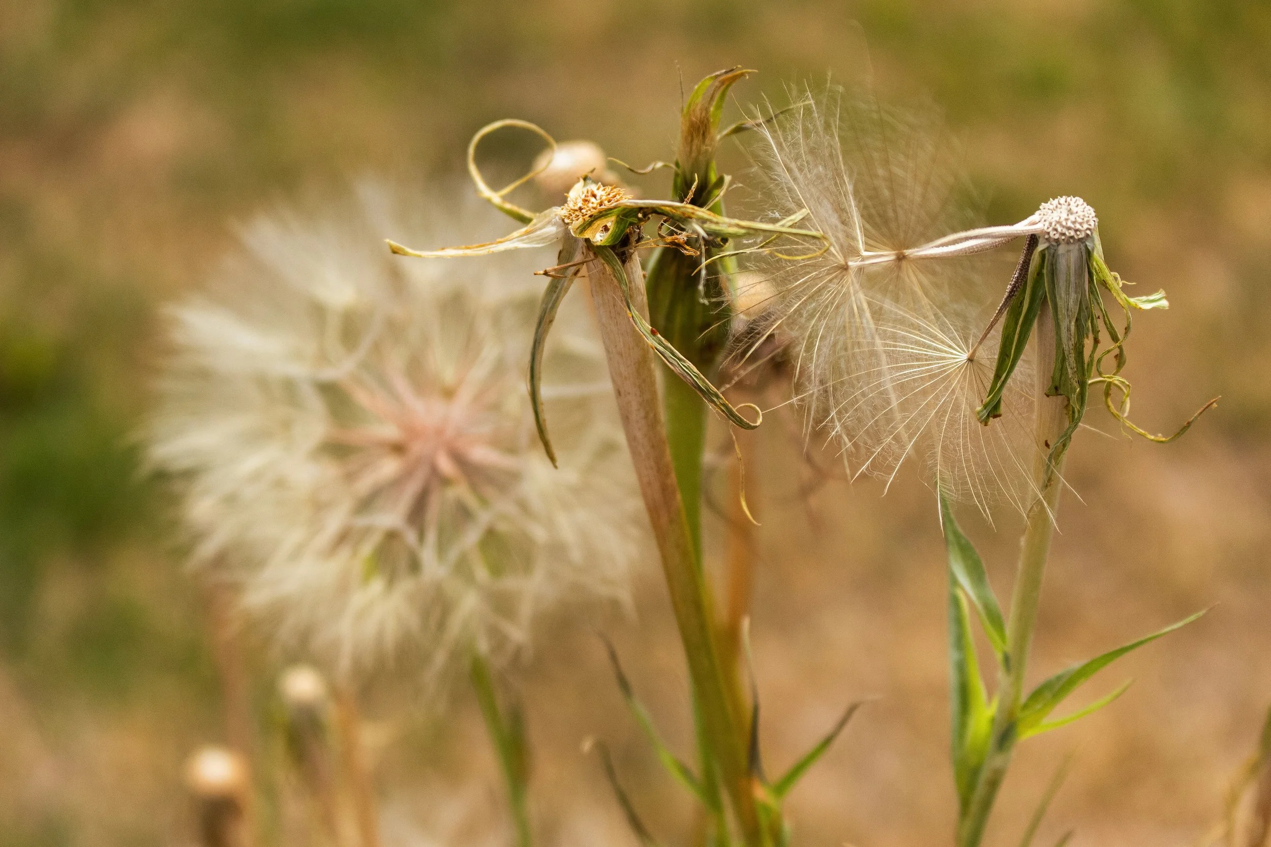 Close-up of dandelion seed heads with some seeds dispersed, showing delicate white filaments and remaining green stems.