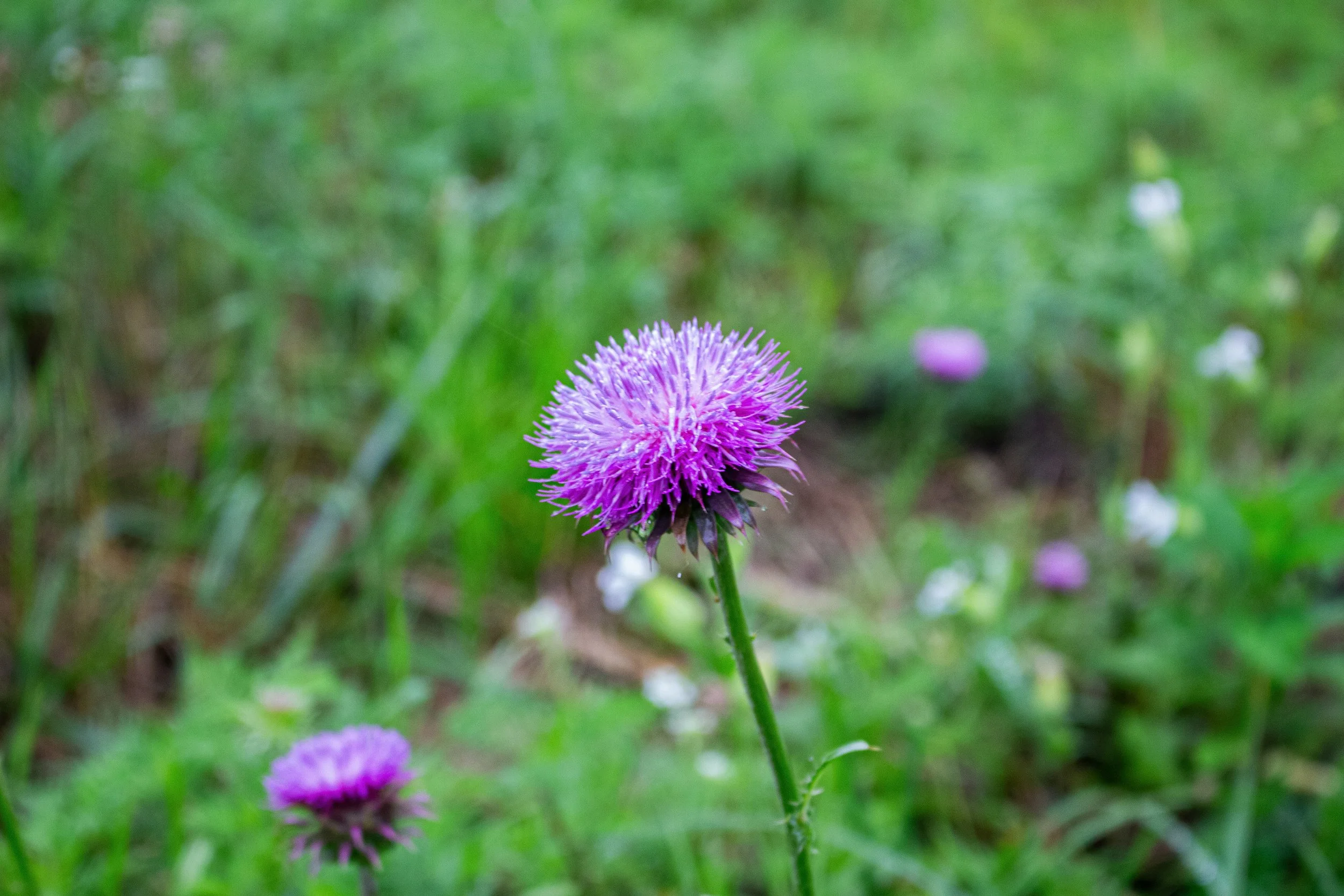 A close-up of a purple thistle flower on a green background of grass and other similar flowers.