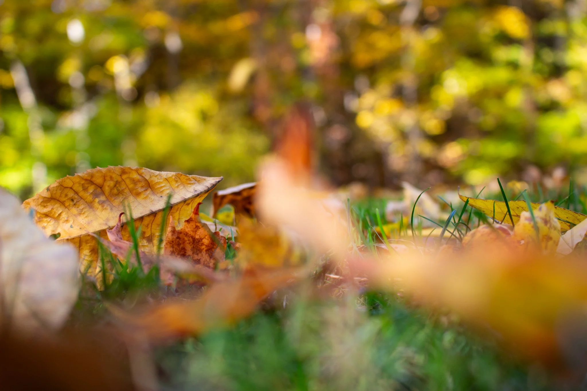 Close-up of fallen autumn leaves on the ground with a blurred background of trees and more leaves in autumn colors.
