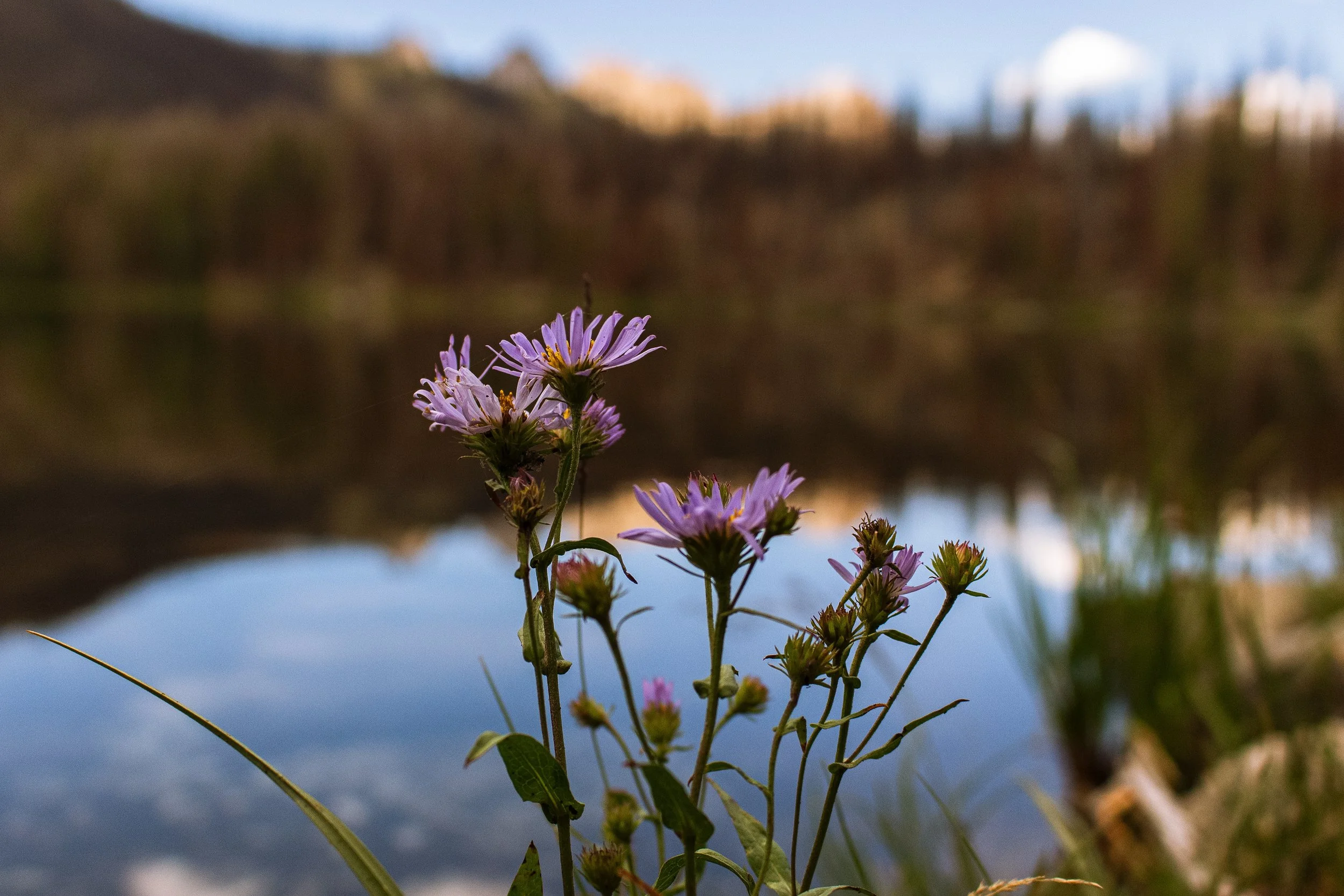 Purple flowers near a body of water with blurred landscape in the background