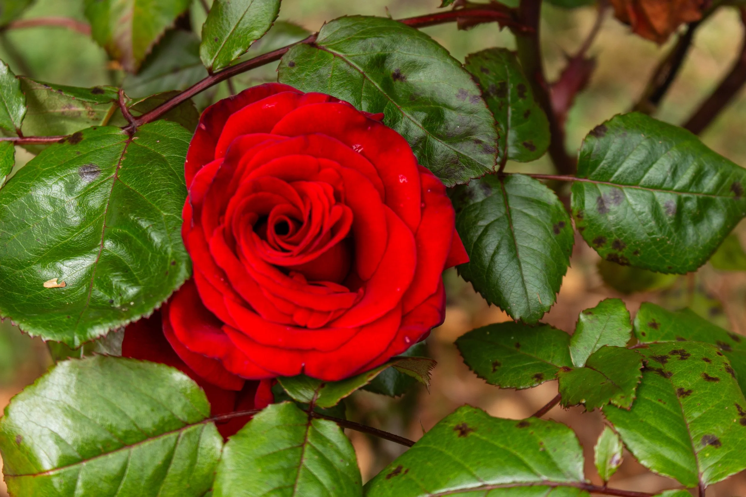 A vibrant red rose in full bloom surrounded by green leaves.