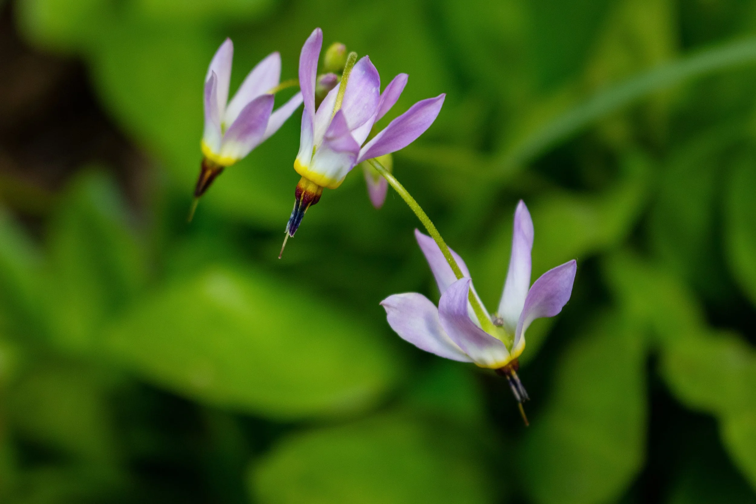 Close-up of a delicate purple and white flower with green blurred background.