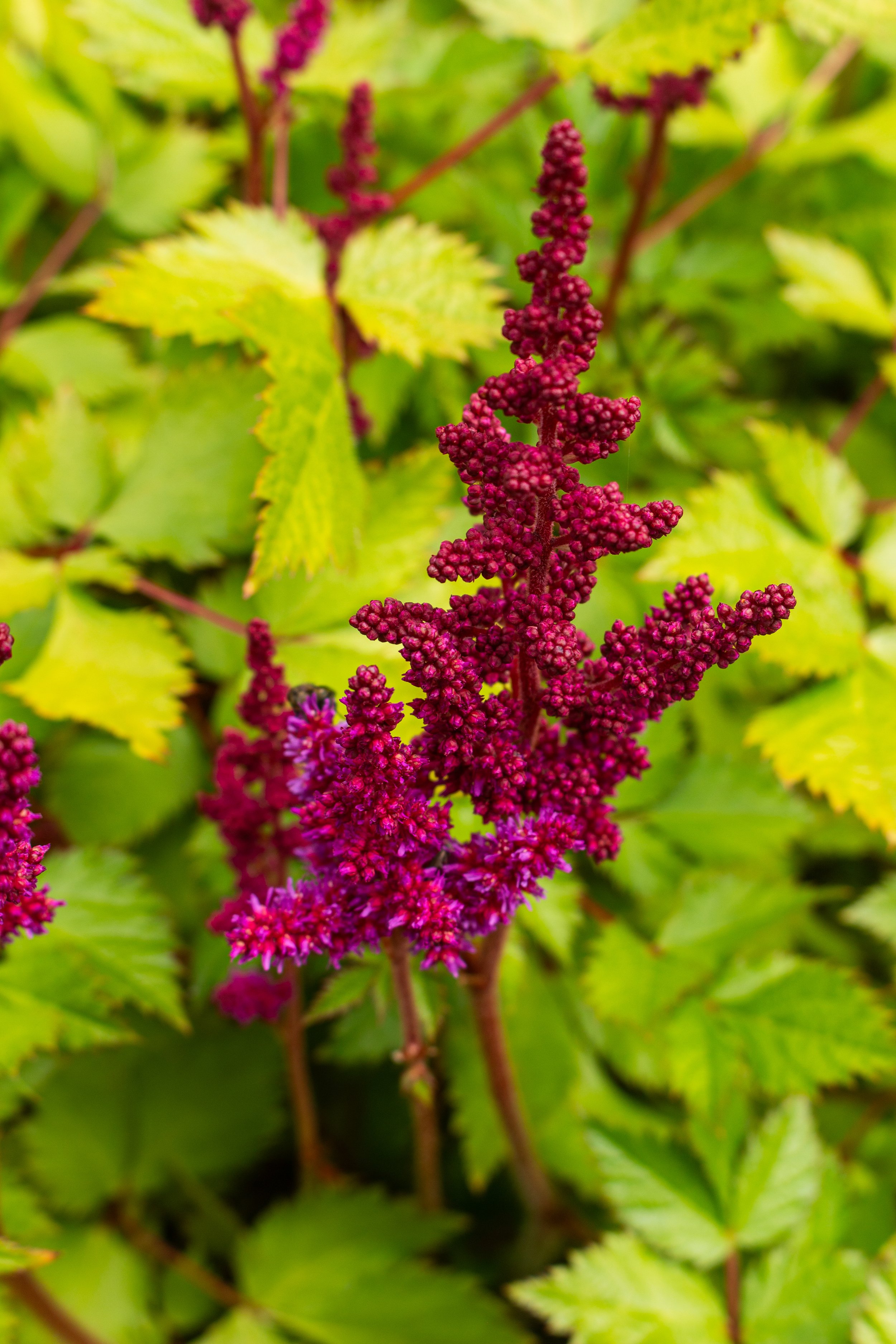 Close-up of a tall, narrow cluster of deep pink or magenta tiny flowers or flower buds on a green leafy plant.