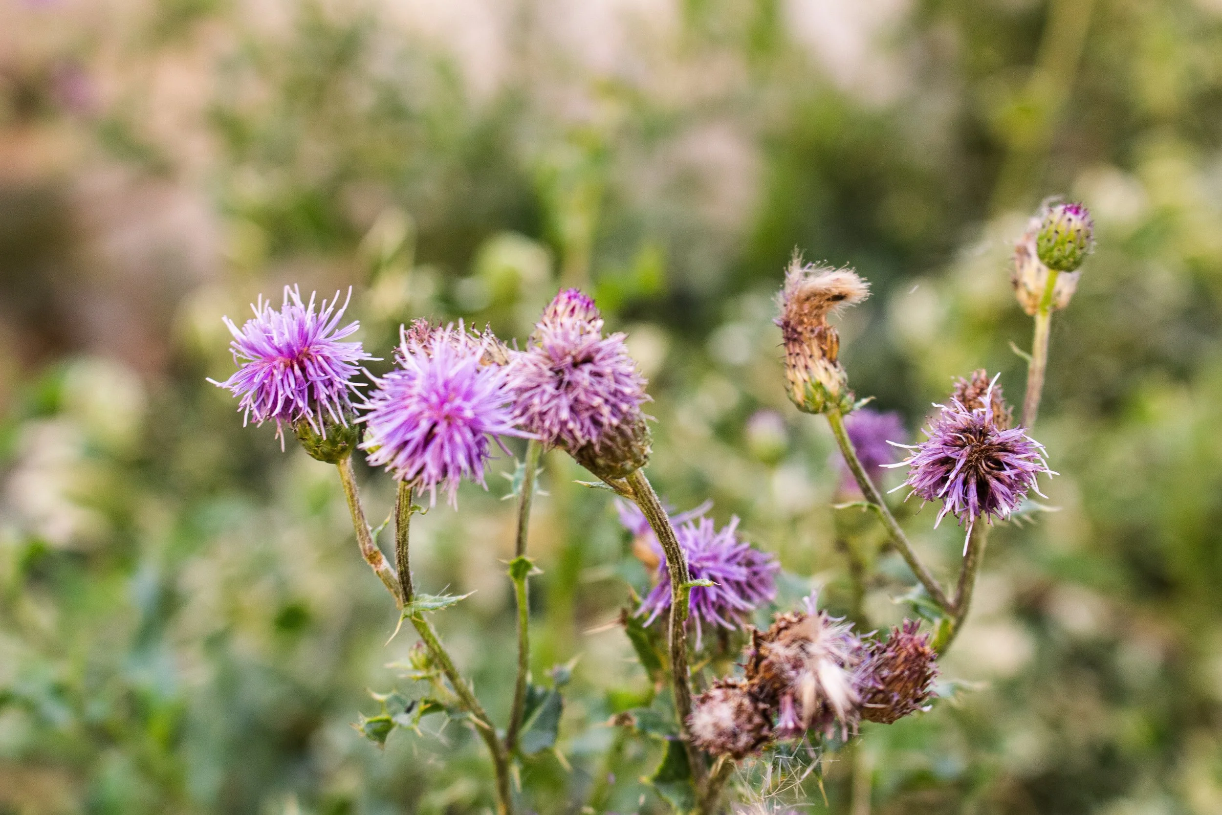 A close-up of purple wildflowers with some finishing blooms and buds on green stems.